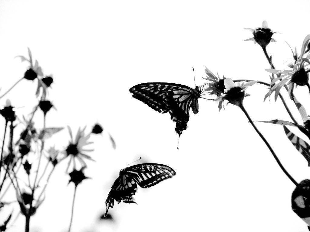 Black Butterfly, daisies, stark black and white, SD Desktop Wallpaper