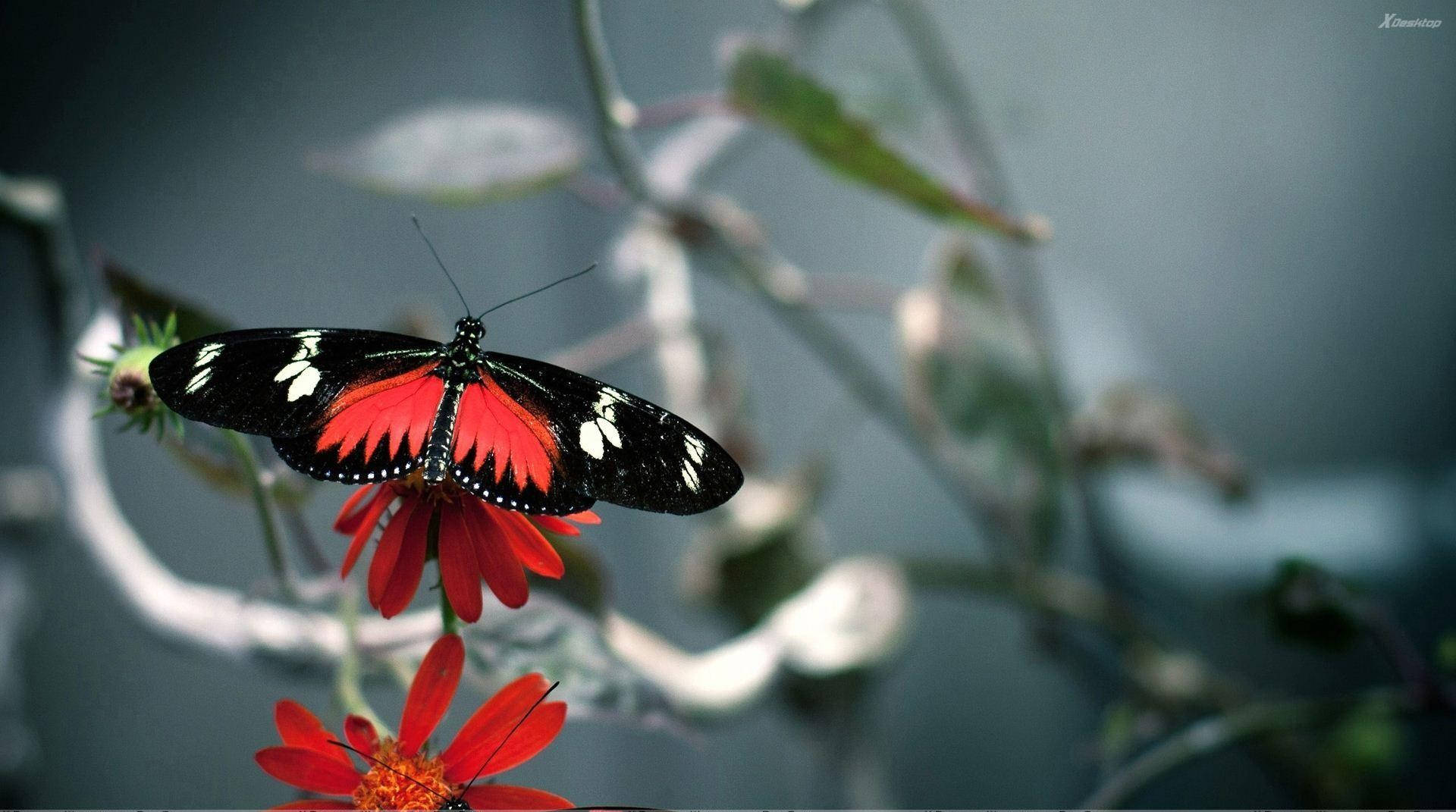 Black Butterfly, red and white spots, vibrant red flower, Full HD Desktop Wallpaper