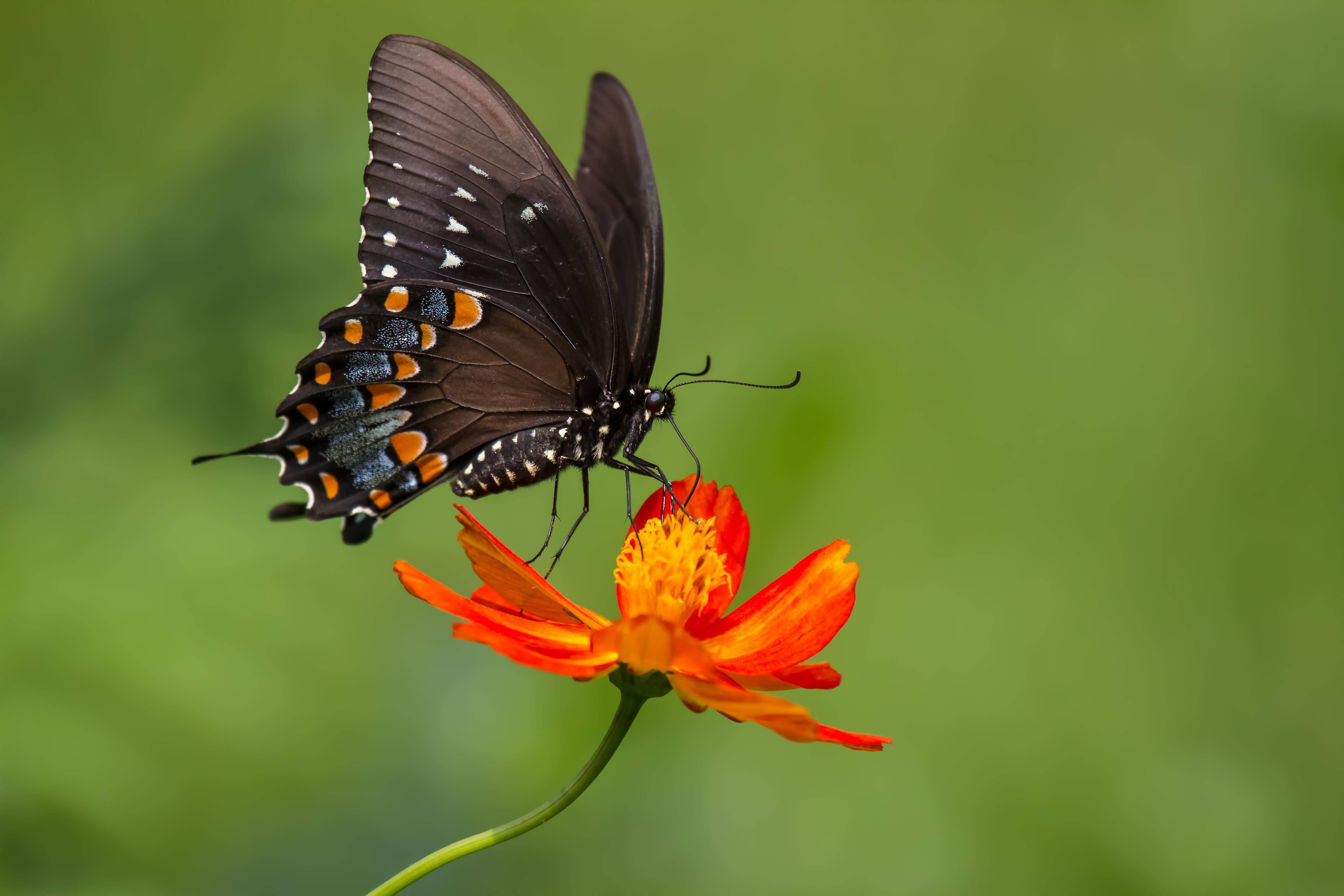 Black Butterfly, orange and white spots, vibrant orange flower, 5K Desktop Wallpaper