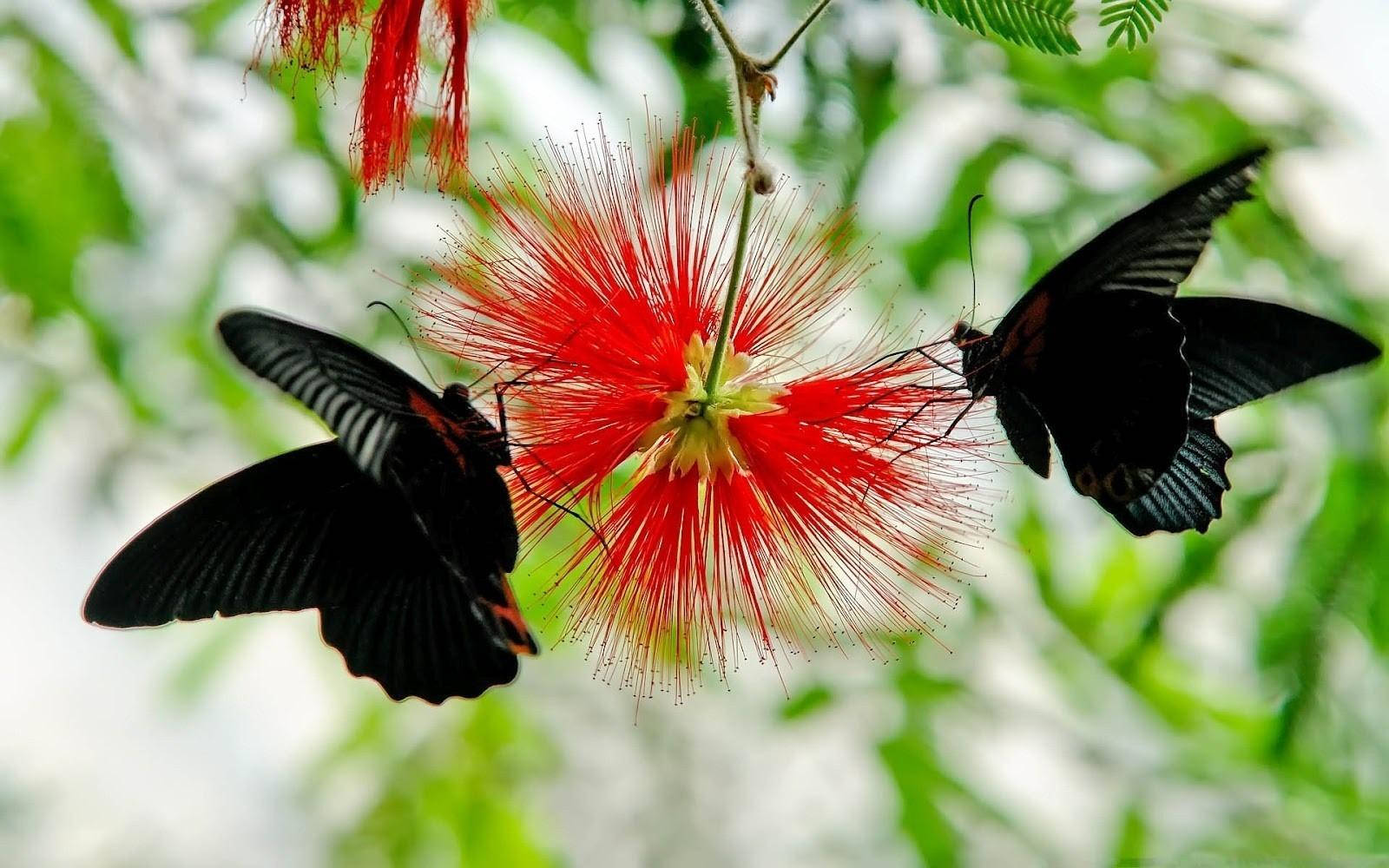 Black Butterfly, Calliandra flower, orange accents, HD Desktop Wallpaper