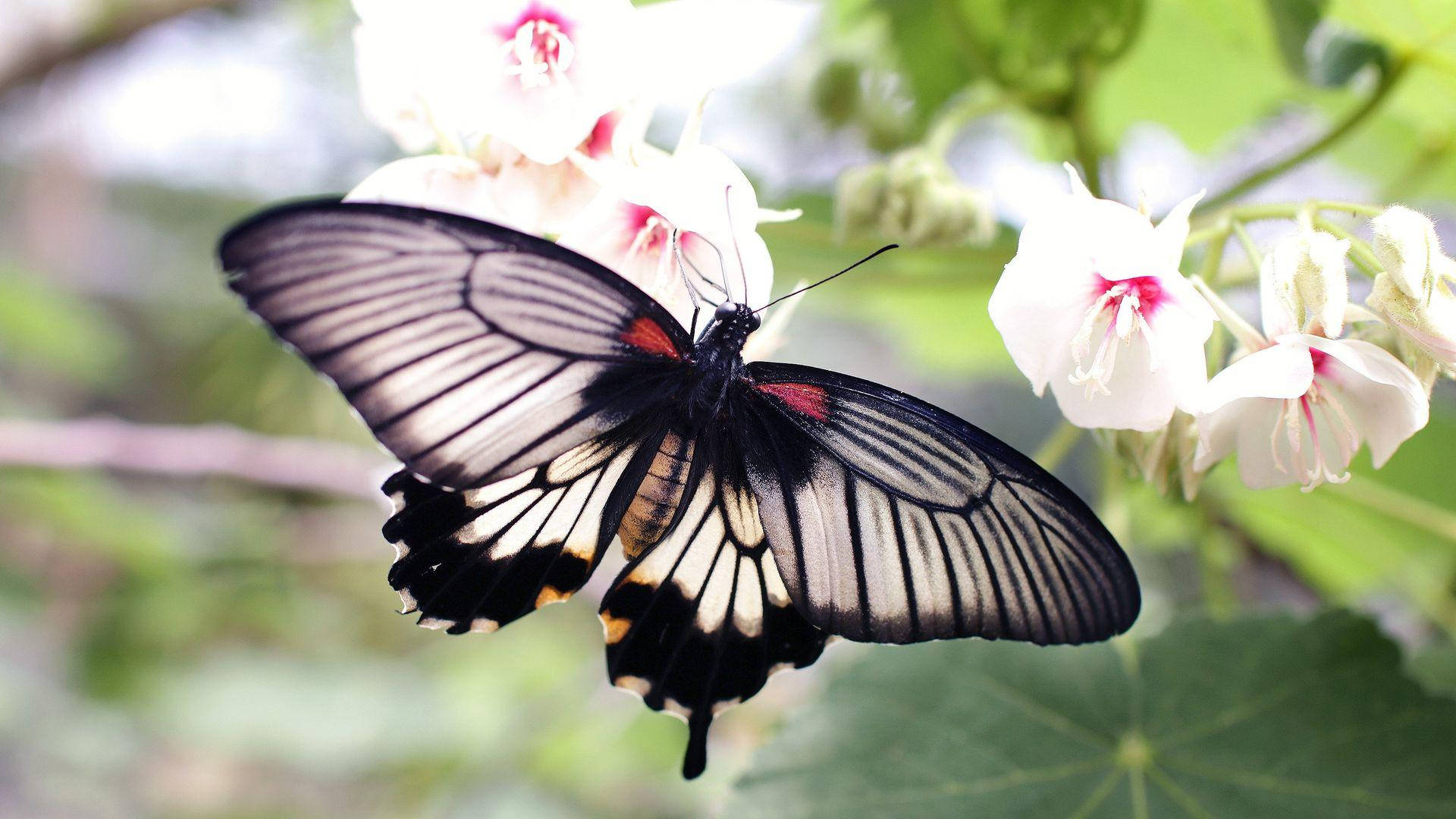 Black Butterfly, white interspaces, red accents, Full HD Desktop Wallpaper