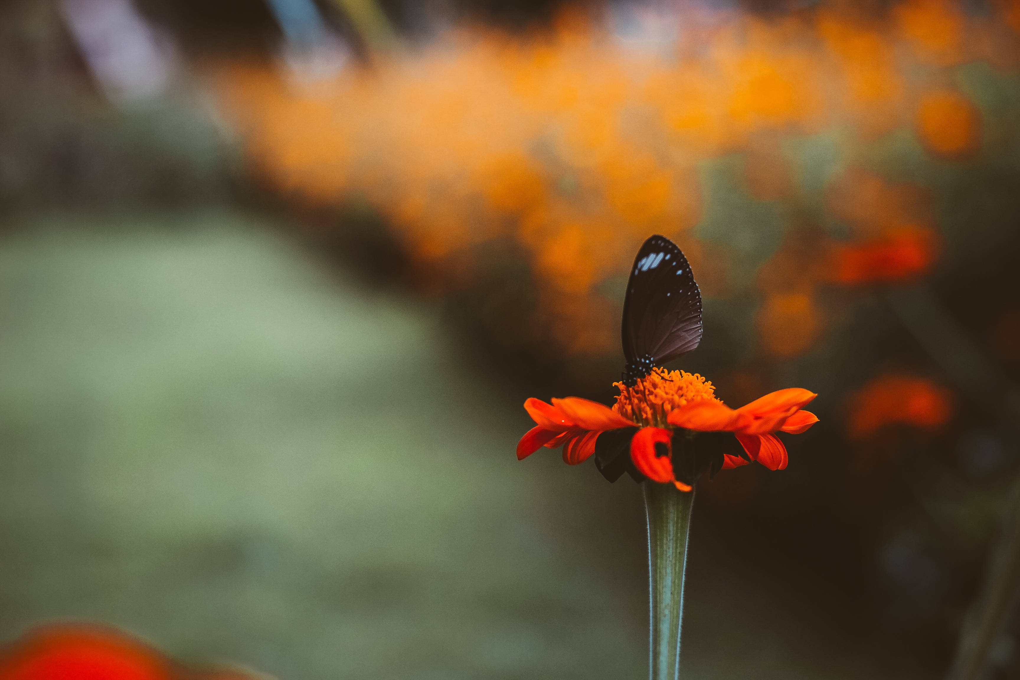 black butterfly, orange flower, white spots, 2K Desktop Wallpaper