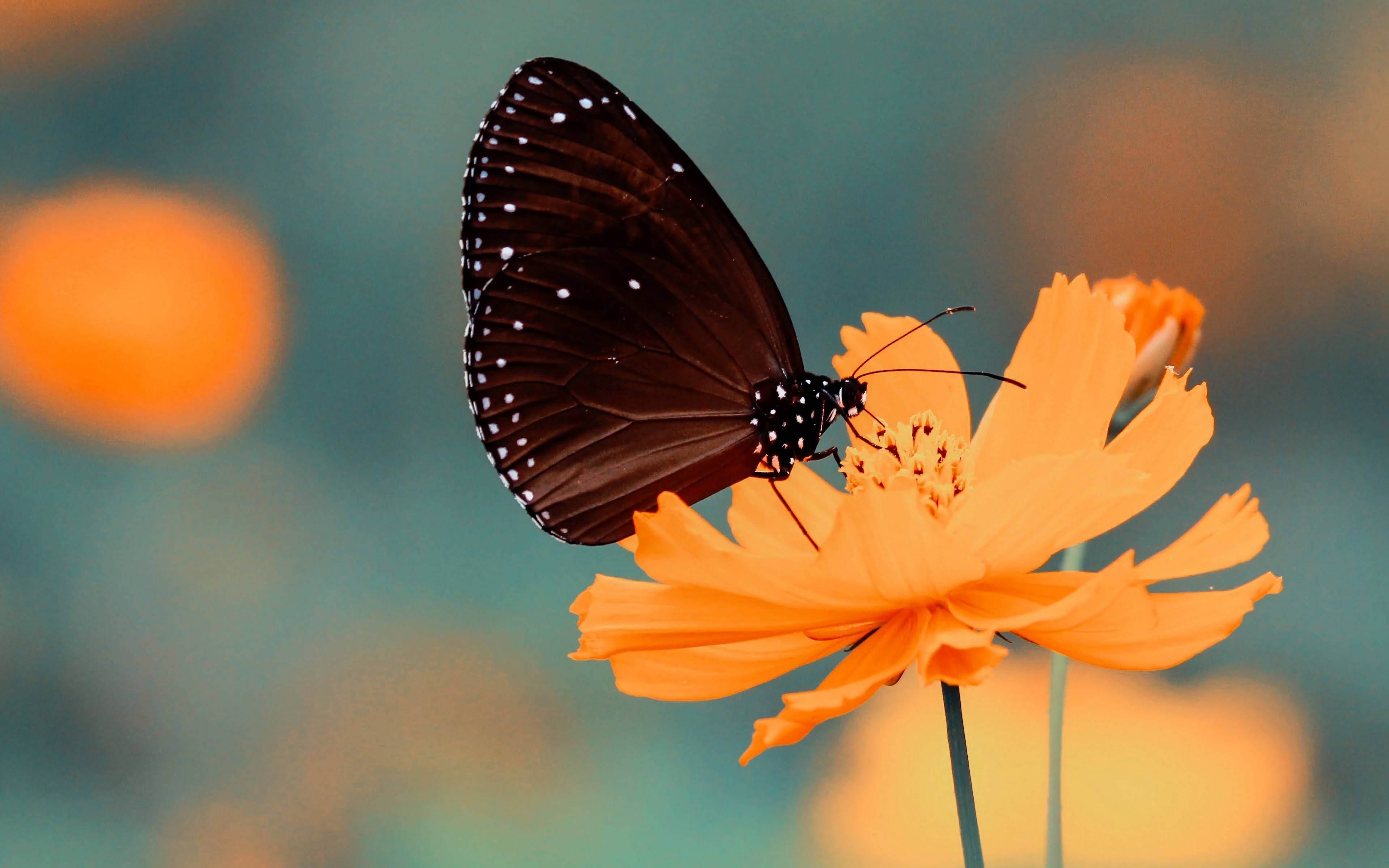 Black Butterfly, flower, cosmos flower, 4K Desktop Wallpaper