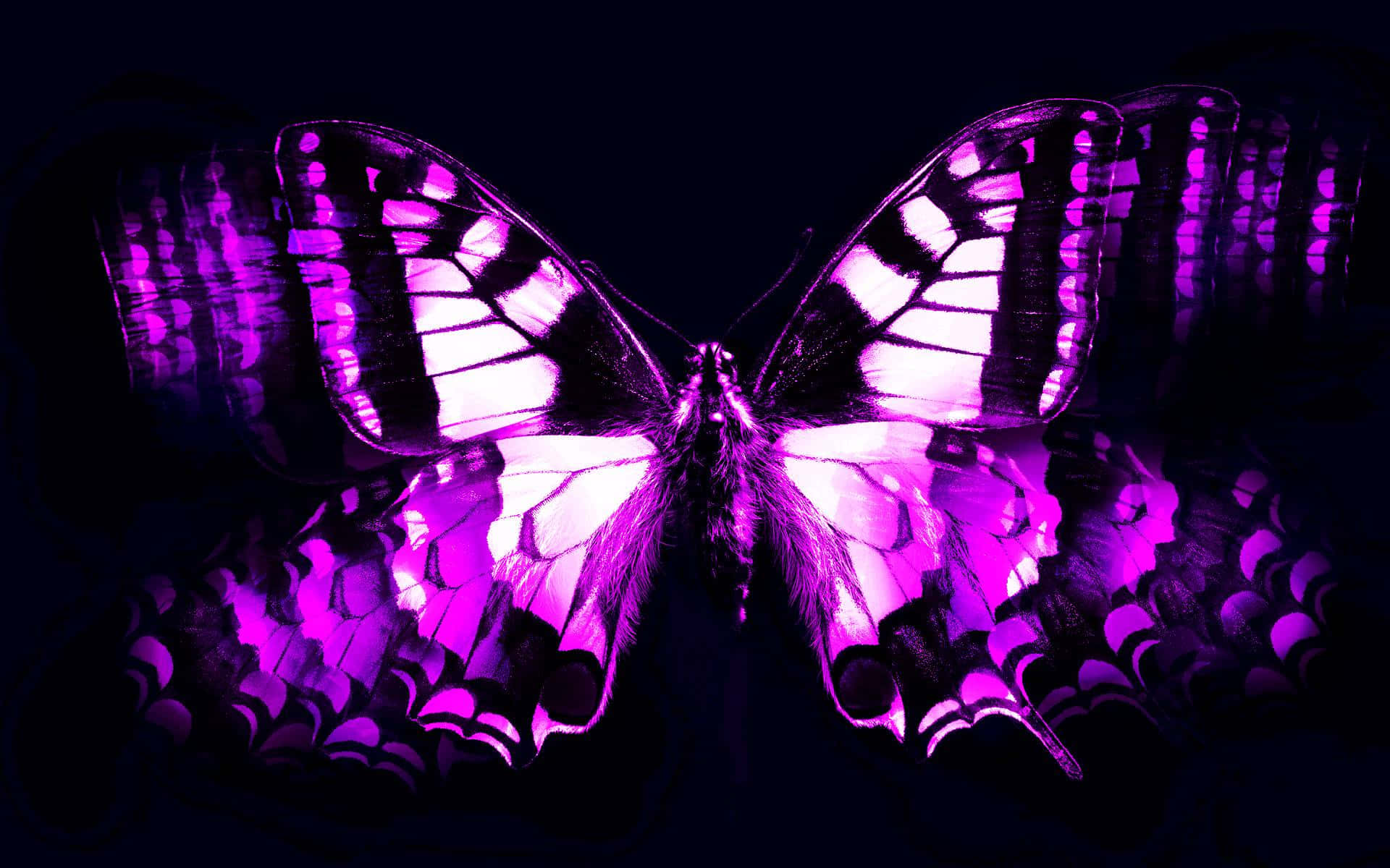 Dark Butterfly, glowing purple, white butterfly, Full HD Desktop Wallpaper