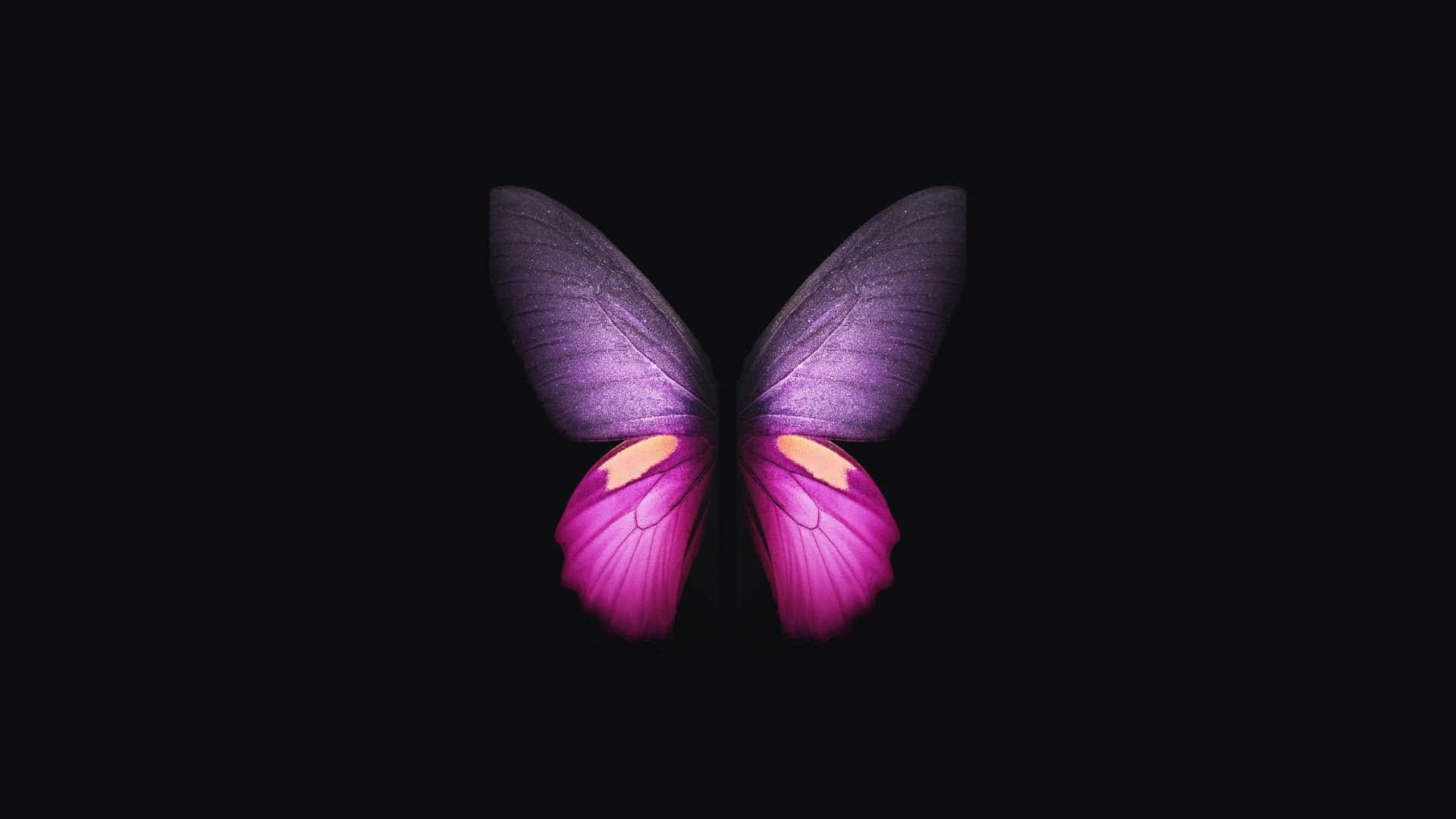 Dark Butterfly, vibrant purple, pink butterfly, Full HD Desktop Wallpaper