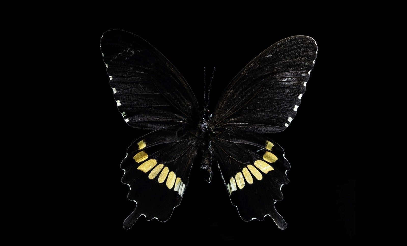 Dark Butterfly, black butterfly, golden-yellow spots, HD Desktop Wallpaper