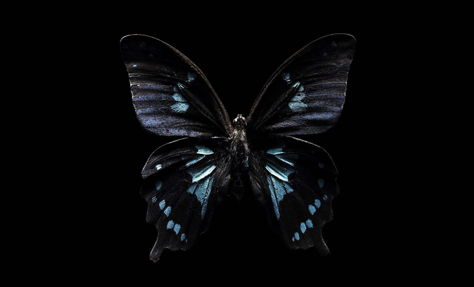 Dark Butterfly, black butterfly, iridescent blue markings, HD Desktop Wallpaper