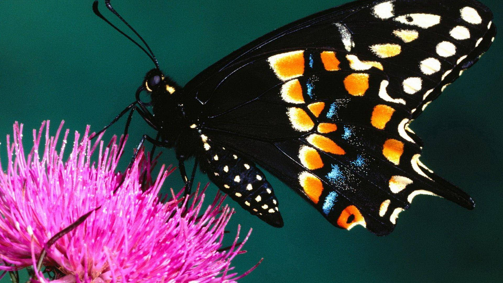 Black Butterfly, milk thistle flower, bright pink thistle flower, Full HD Desktop Wallpaper