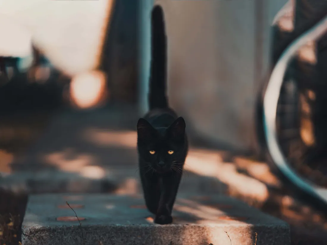 Black Cat Aesthetic