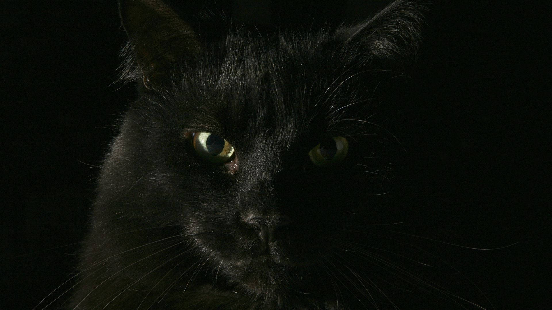 black cat, glowing green eyes, dark background, Full HD Desktop Wallpaper