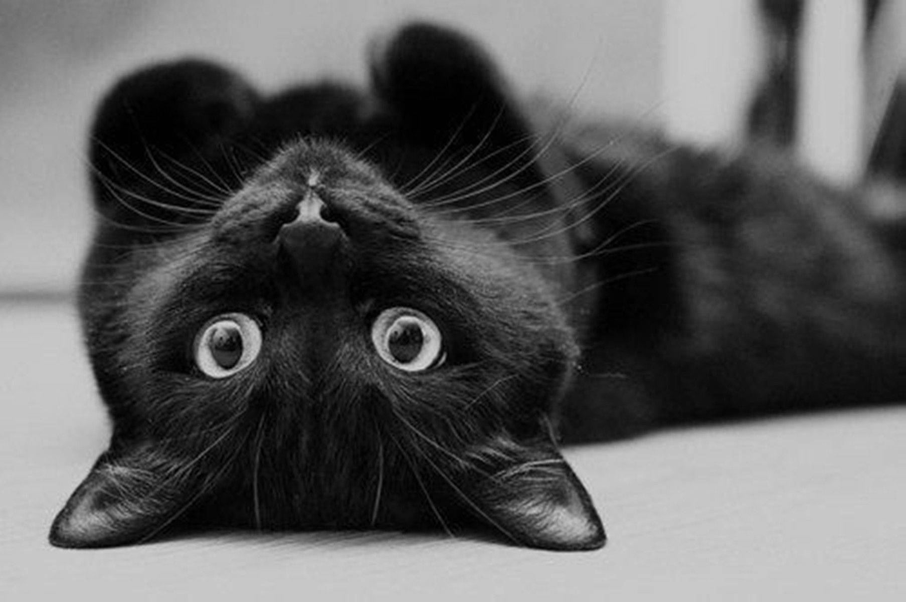 Black Cat, on its back, monochrome, HD Desktop Wallpaper