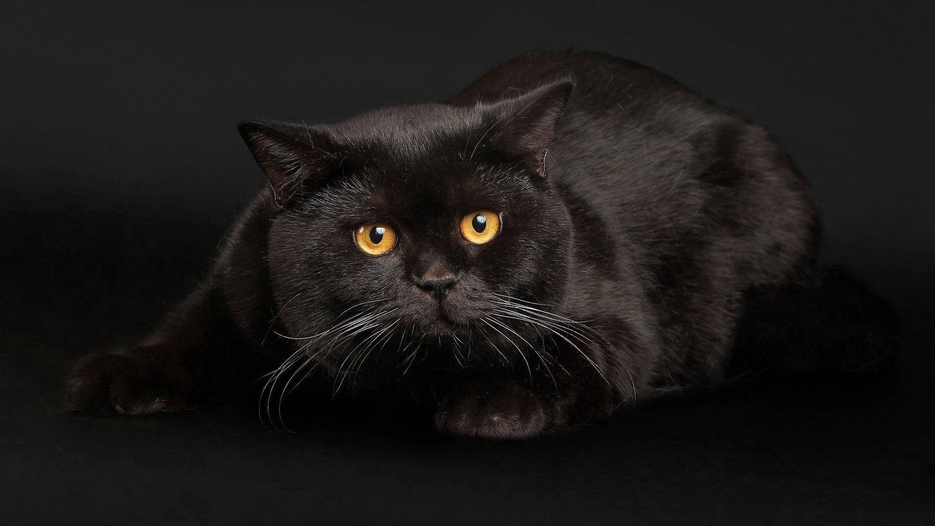 sleek black cat, glowing amber eyes, dark studio backdrop, Full HD Desktop Wallpaper
