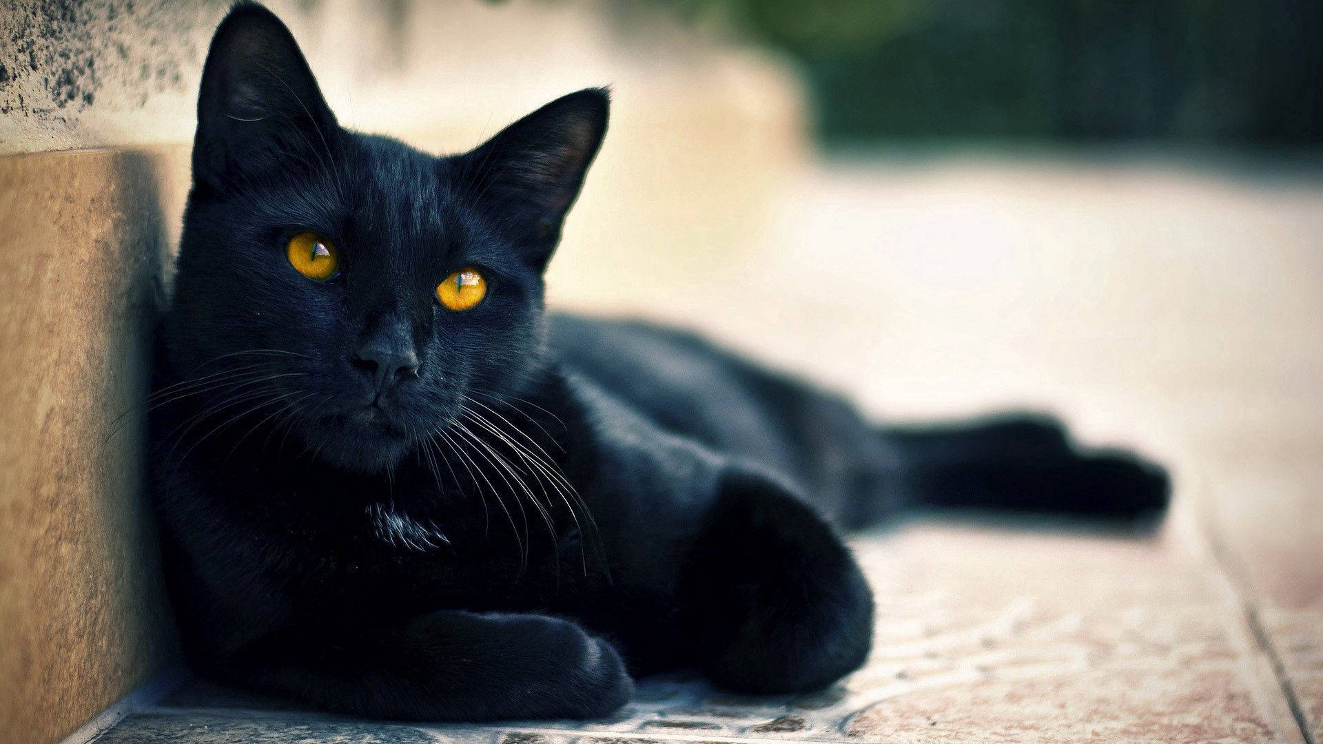 black cat, glowing amber eyes, stone tiles, Full HD Desktop Wallpaper