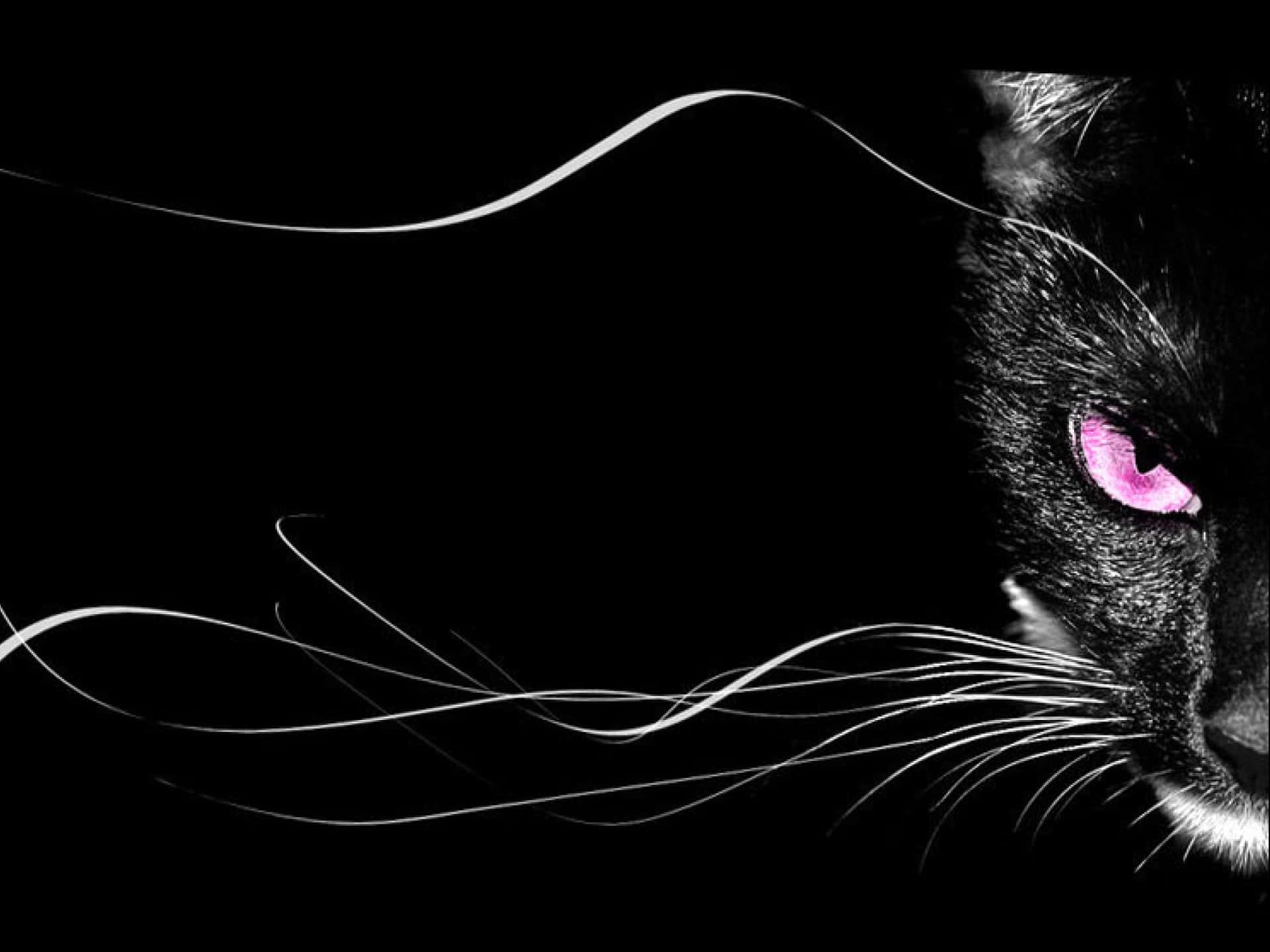 black cat, glowing pink eyes, flowing white whiskers, Full HD Desktop Wallpaper