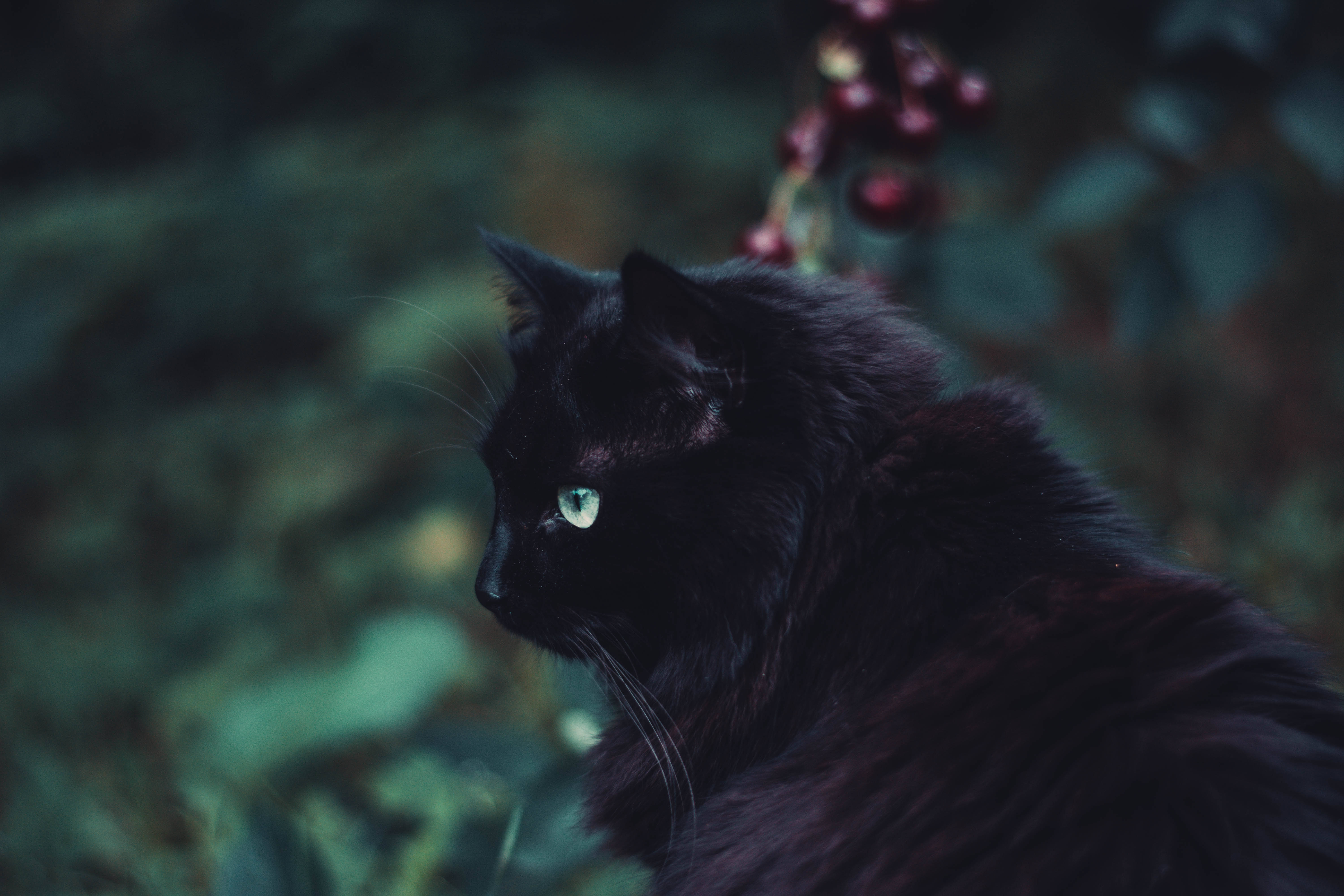 black cat, glowing green eyes, blurred green foliage, 5K Desktop Wallpaper