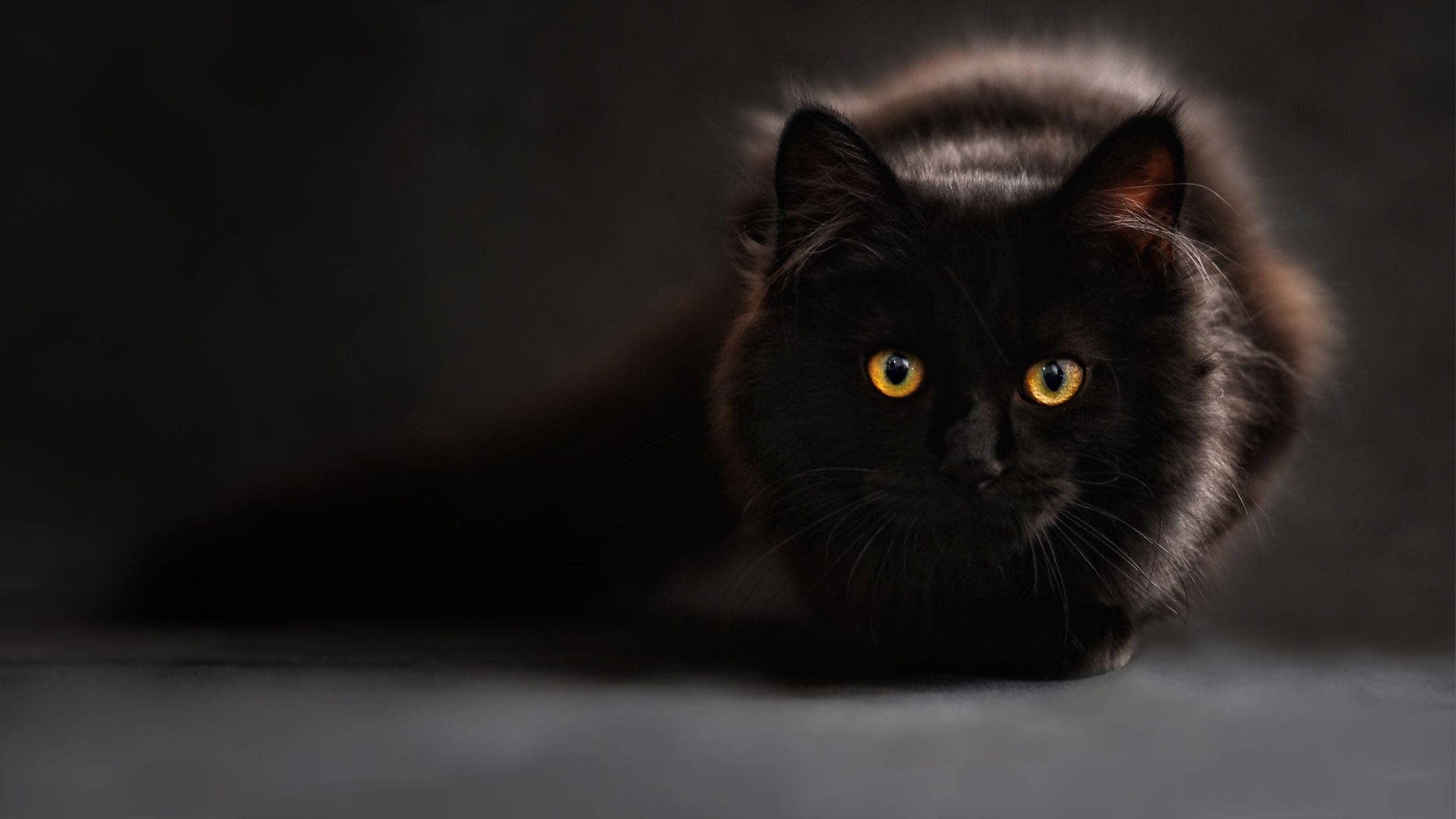 black cat, glowing amber eyes, dark studio setting, 2K Desktop Wallpaper