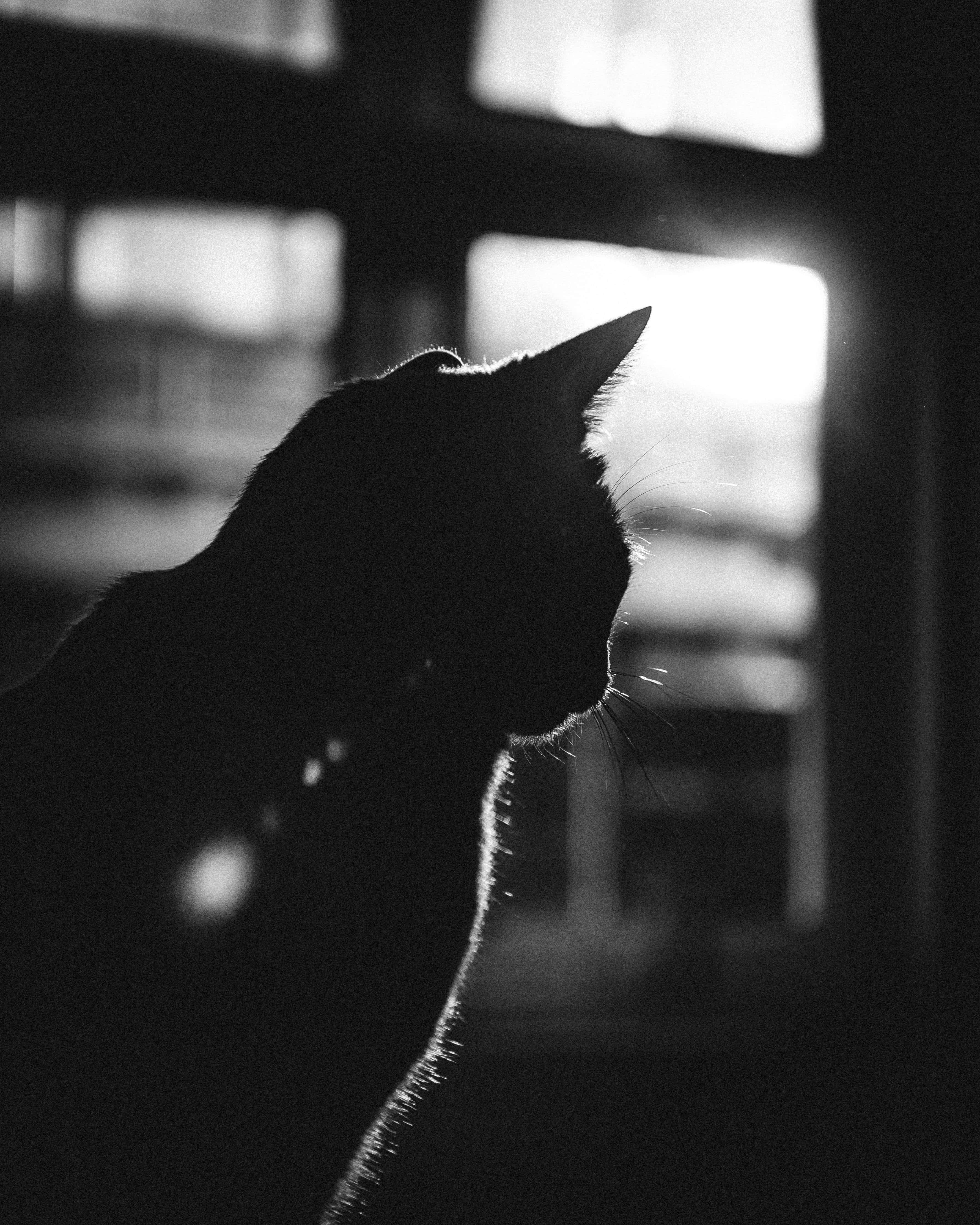 black cat, silhouette, window, 4K Phone Wallpaper