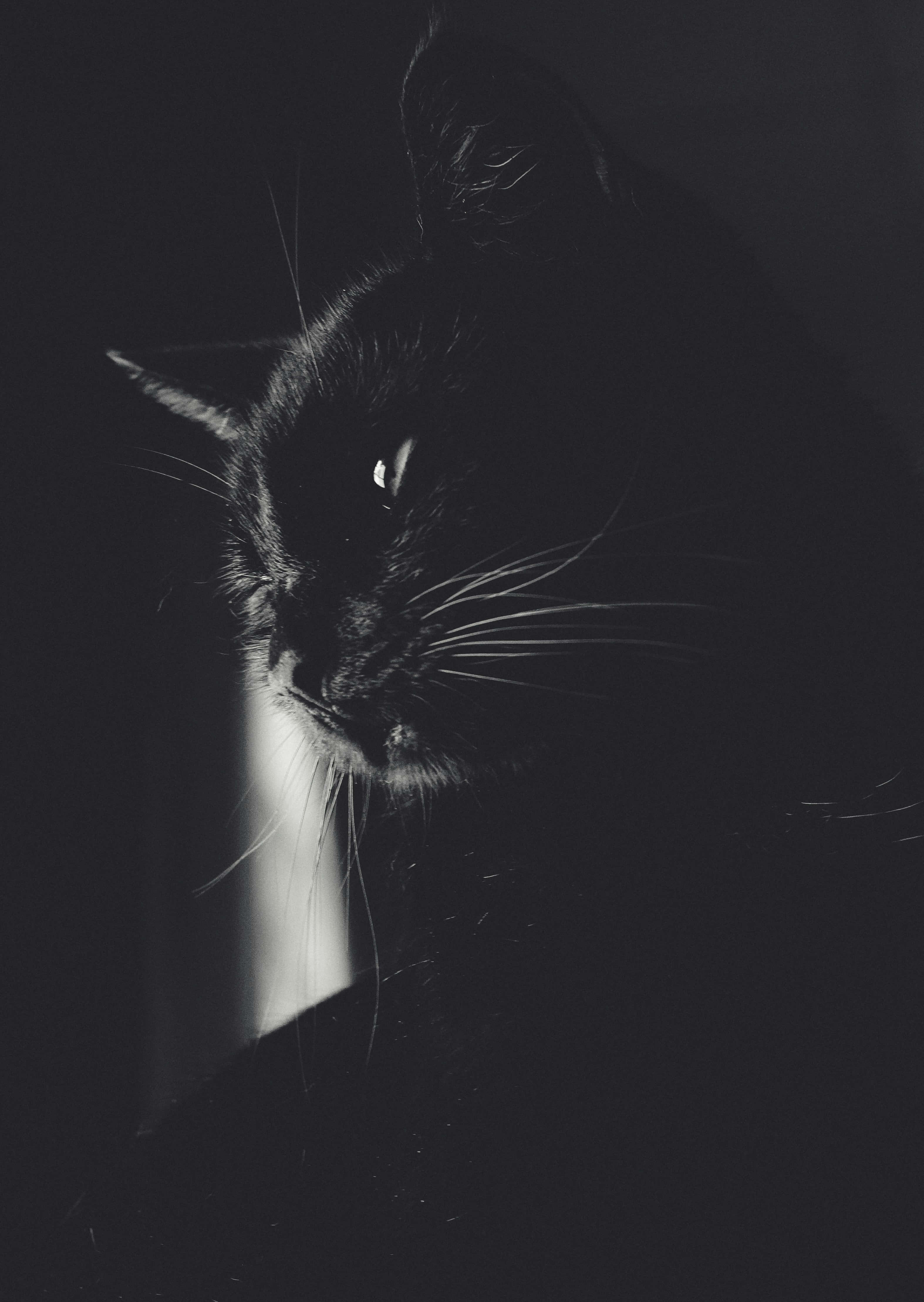 black cat, narrow beam of light, dark background, 4K Phone Wallpaper