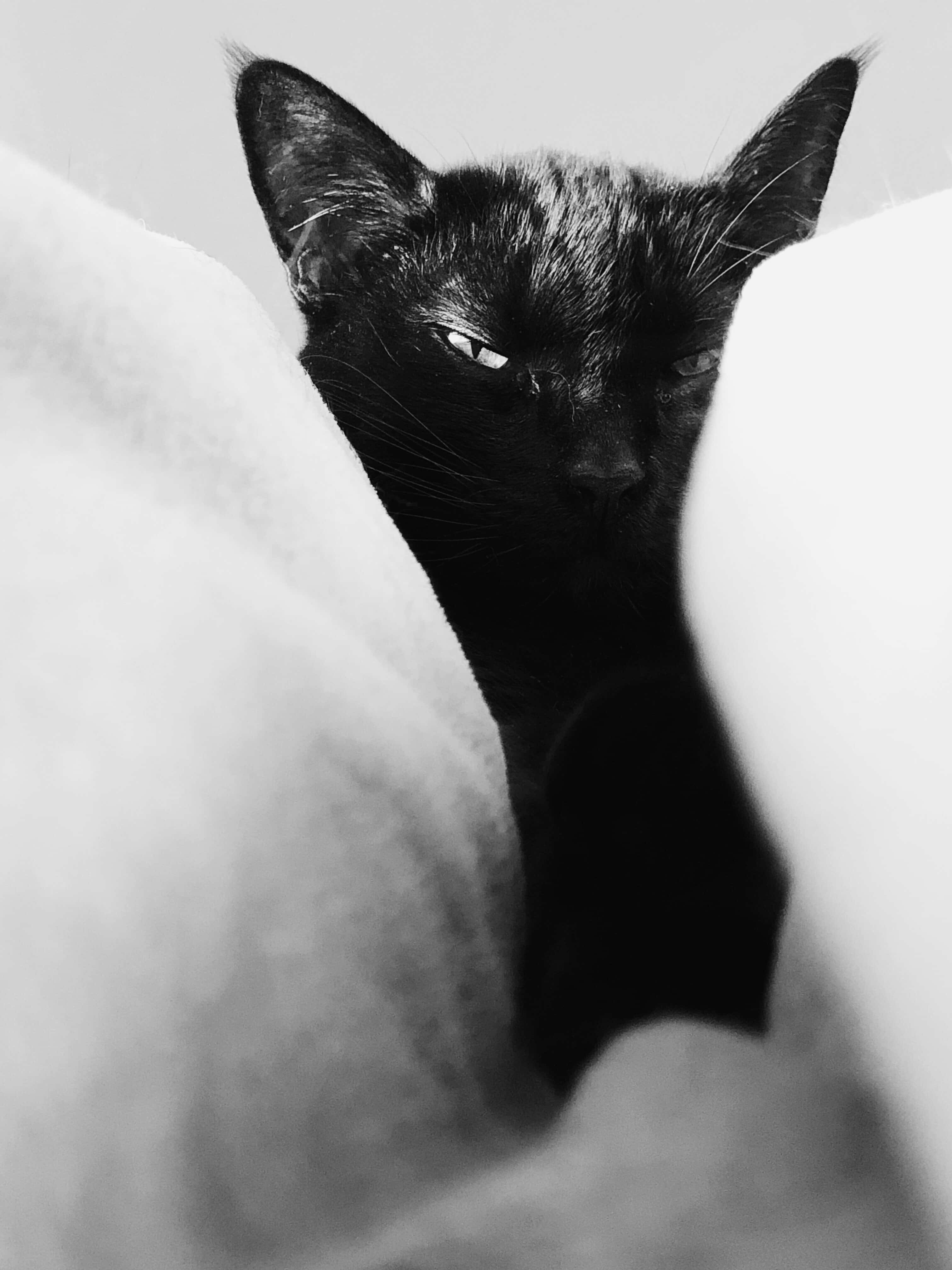 Black Cat, blankets, monochrome, 4K Phone Wallpaper