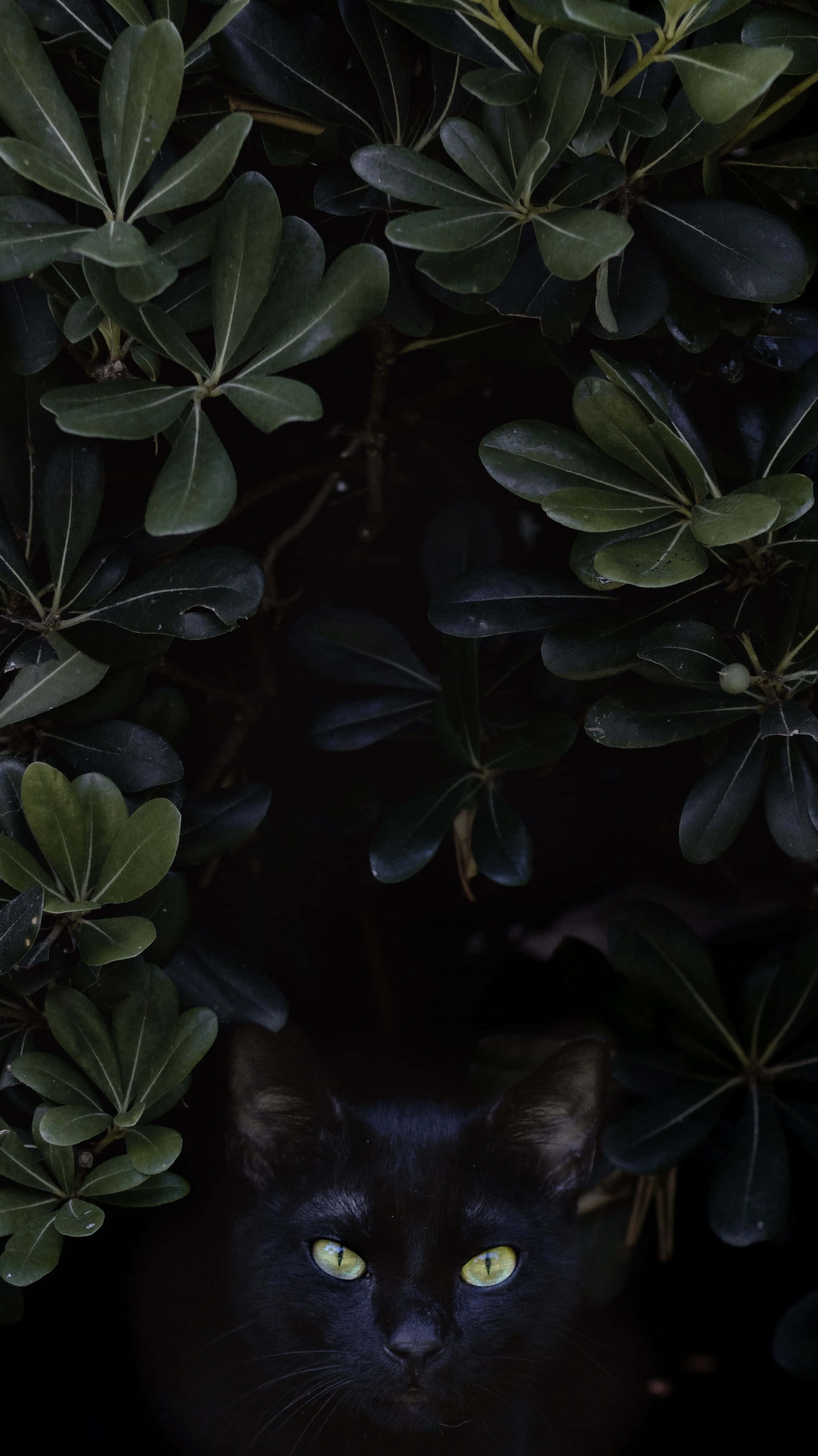 black cat, glowing yellow eyes, dense dark green foliage, 4K Phone Wallpaper