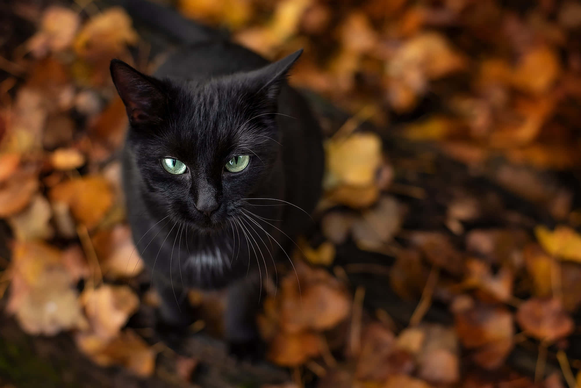 Black Cat, green eyes, autumn leaves, Full HD Desktop Wallpaper