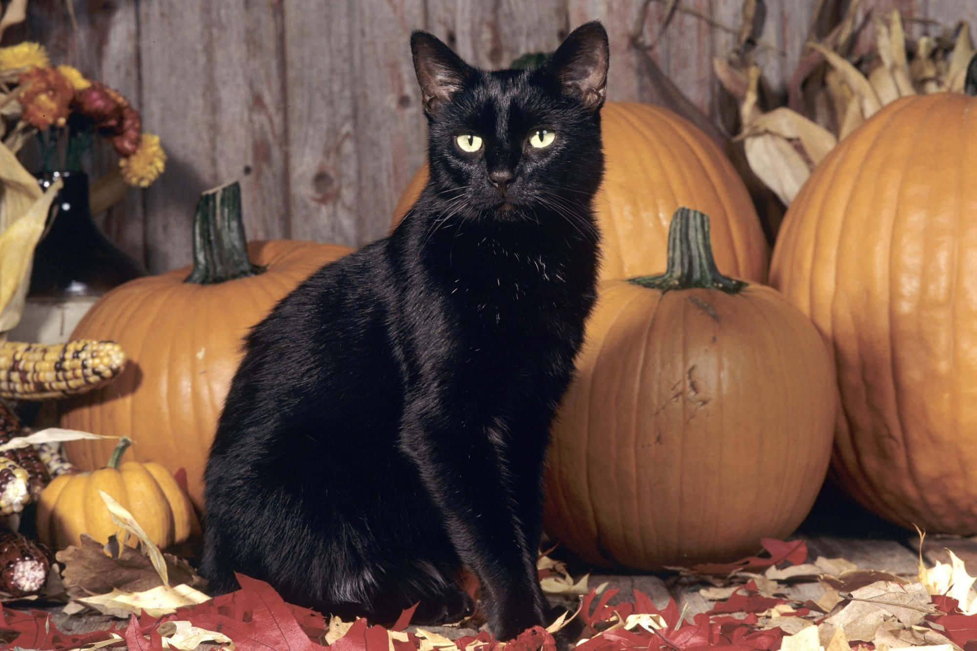 black cat, glowing yellow eyes, orange pumpkins, Full HD Desktop Wallpaper