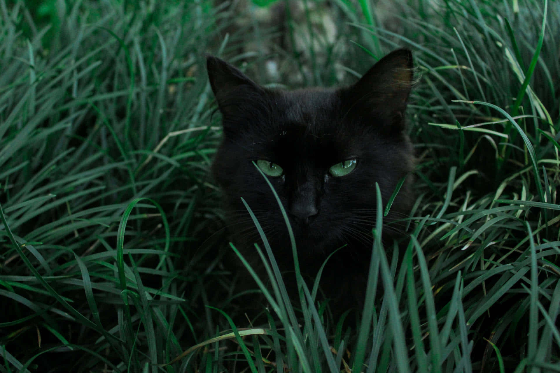 Black Cat, glowing green eyes, tall green grass, Full HD Desktop Wallpaper