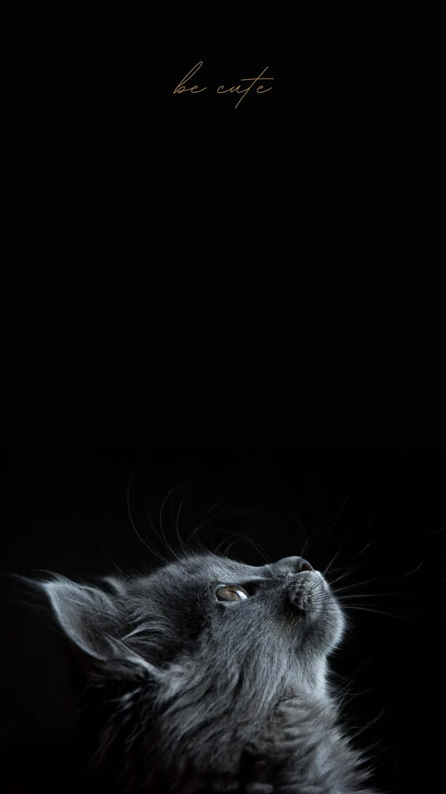 Black Cat Gazing Upward Aesthetic, fluffy gray kitten, stark black background, HD Phone Wallpaper