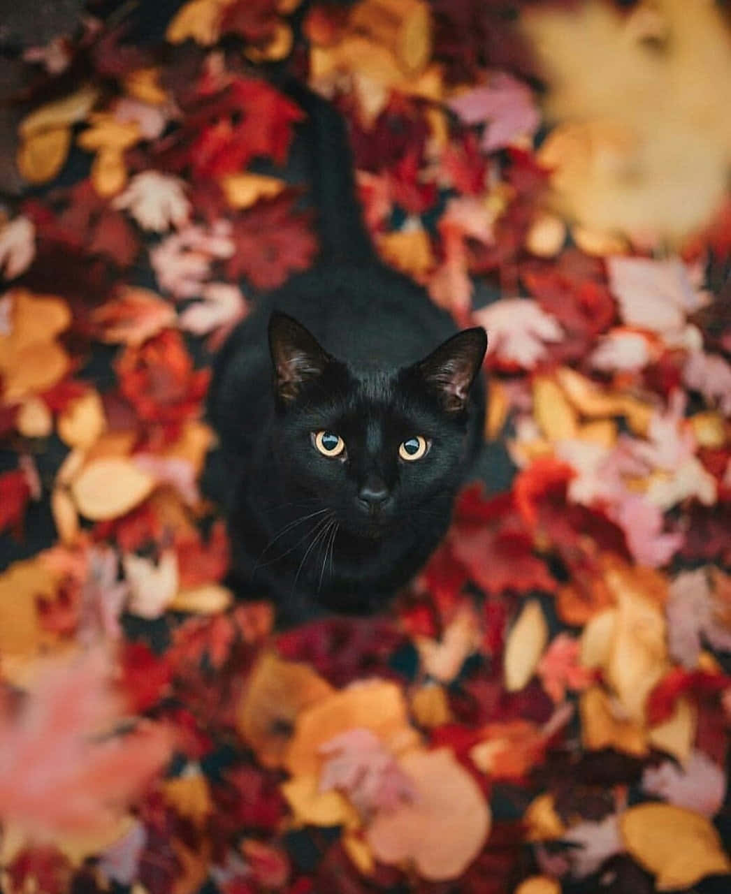 black cat, autumn leaves, red orange, HD Phone Wallpaper