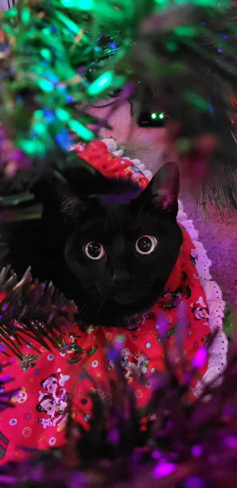 black cat, glowing green tinsel, red patterned outfit, HD Phone Wallpaper