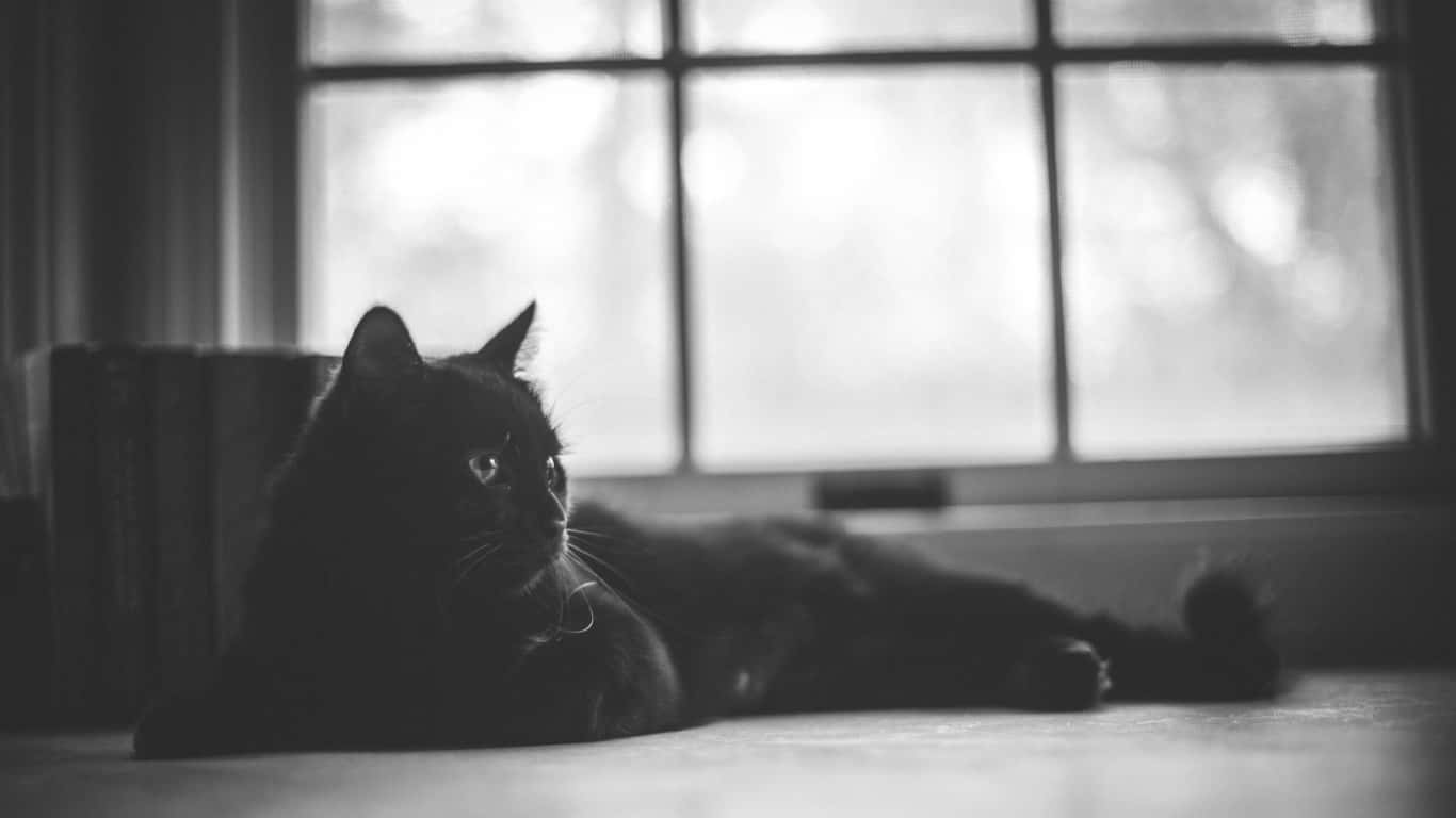 black cat, windowsill, paneled window, HD Desktop Wallpaper