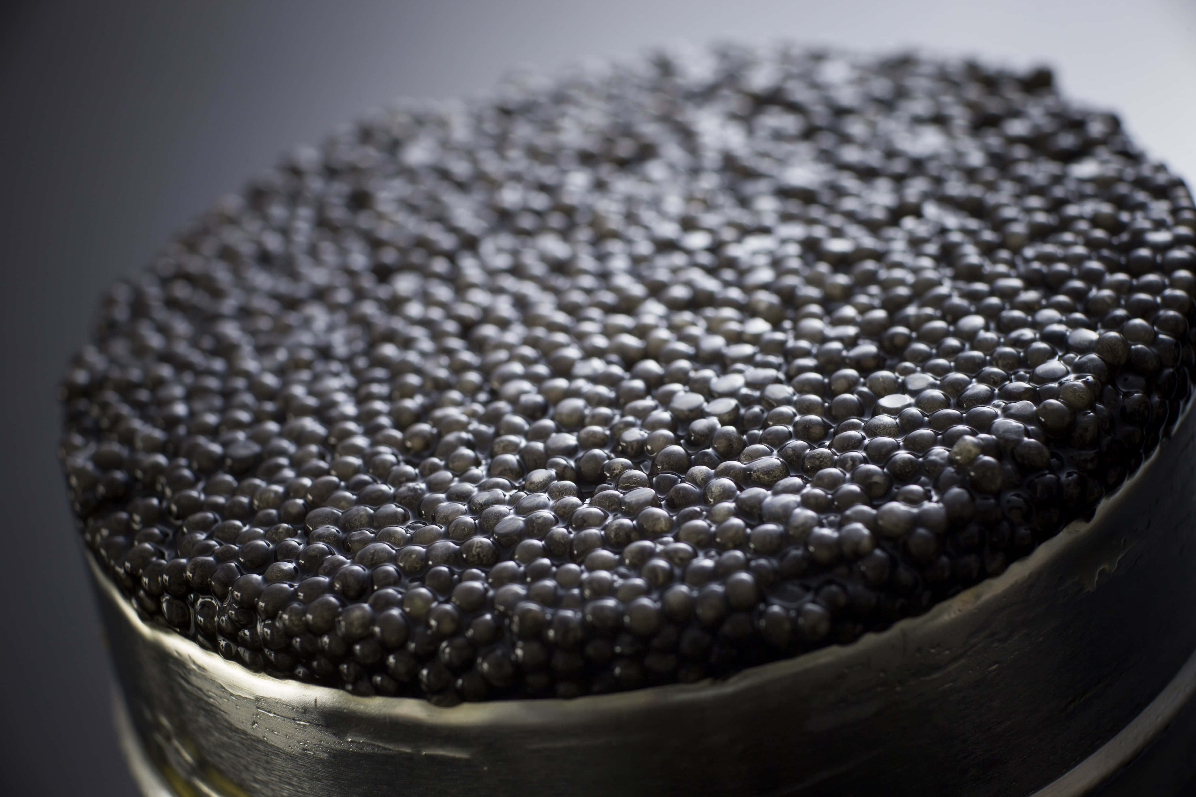 Black Caviar, metallic bowl, soft gray background, 4K Desktop Wallpaper