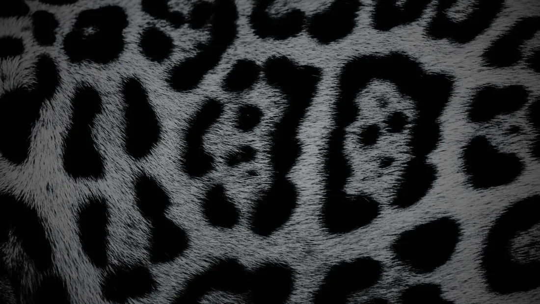 Black Cheetah Print