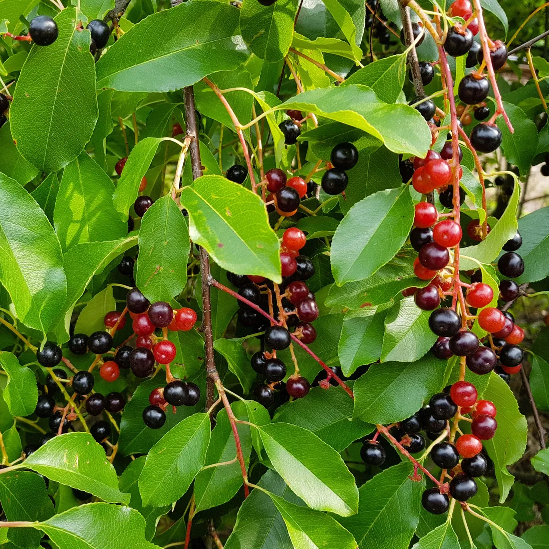 Black Cherry
