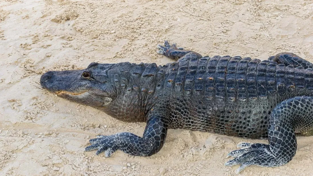 Black Crocodile