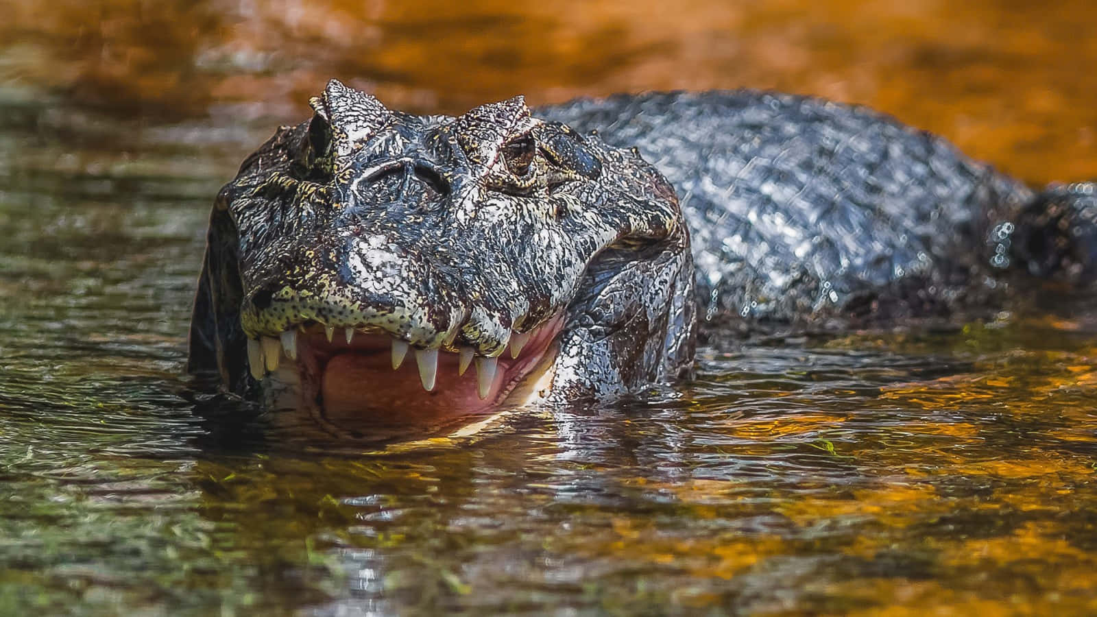 Black Crocodile, close-up, murky water, HD Desktop Wallpaper
