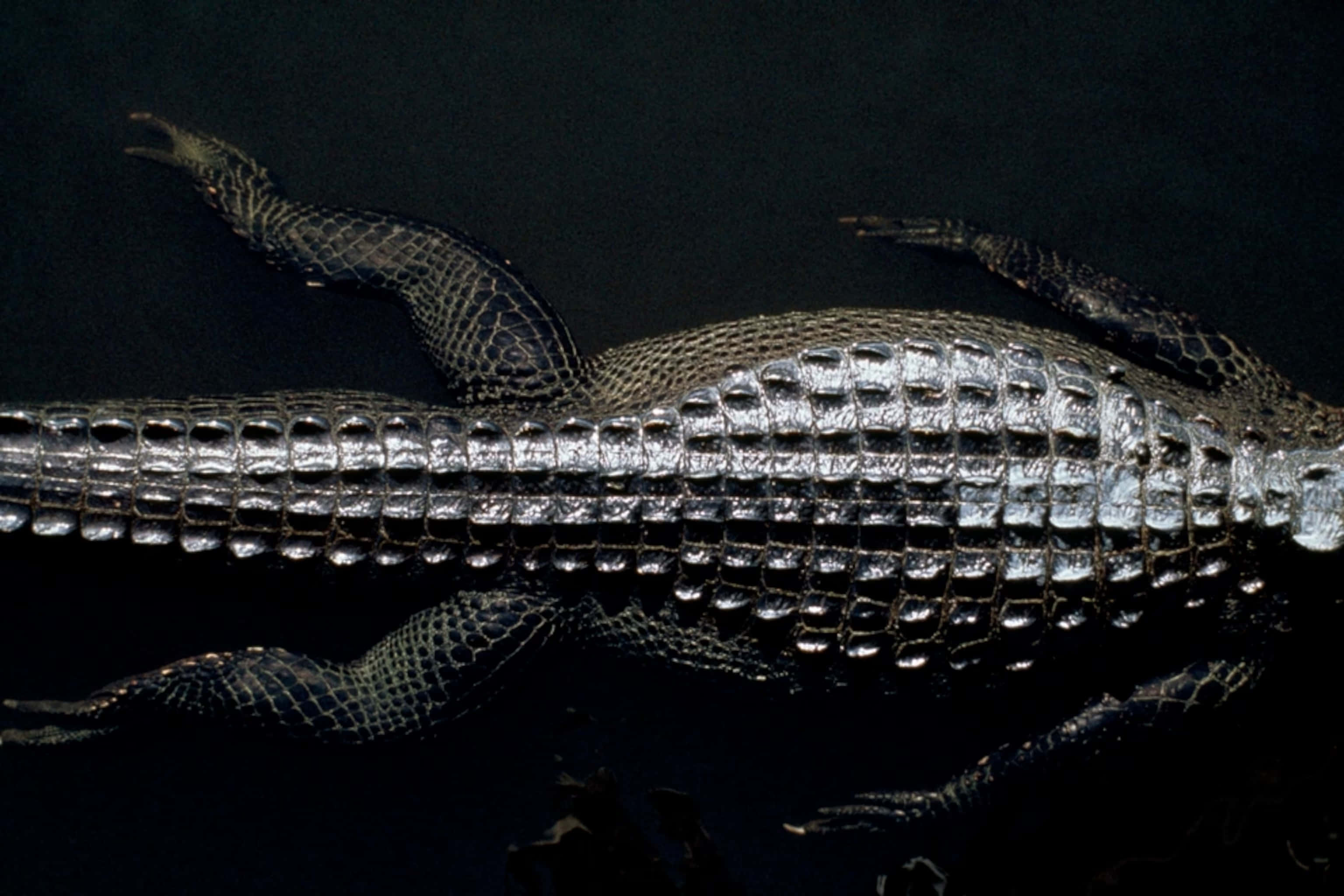 Black Crocodile, dark water, glistening wet scales, 2K Desktop Wallpaper