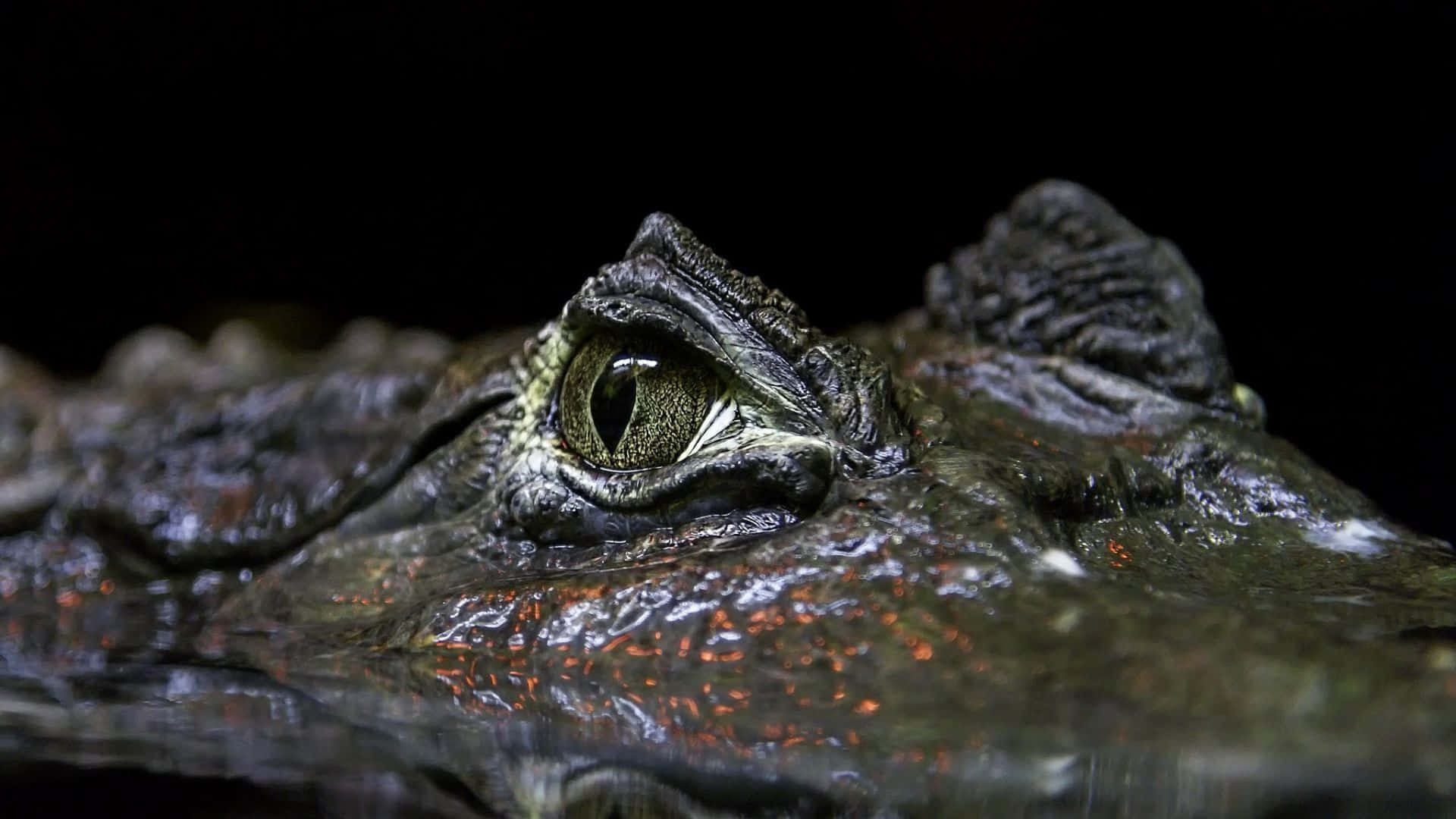 Black Crocodile, eye, glowing, Full HD Desktop Wallpaper