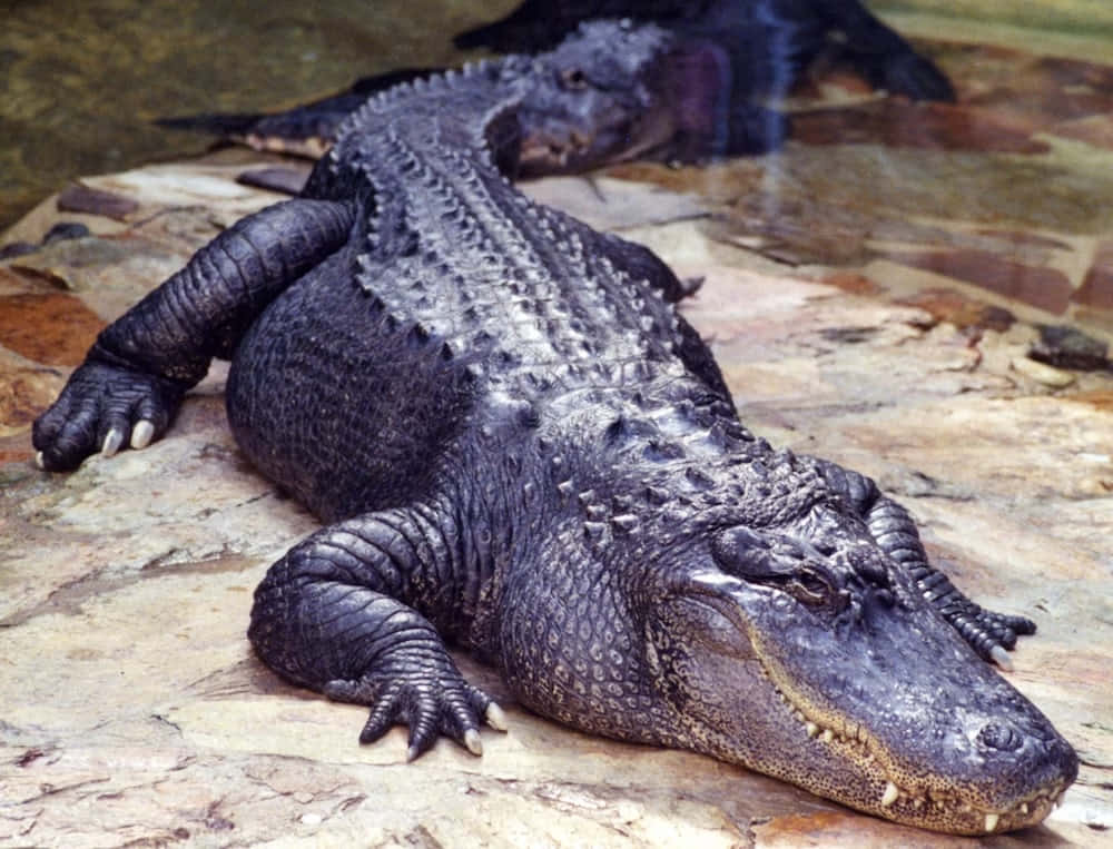 Black Crocodile, restingon rock, sunlit rocks, SD Desktop Wallpaper