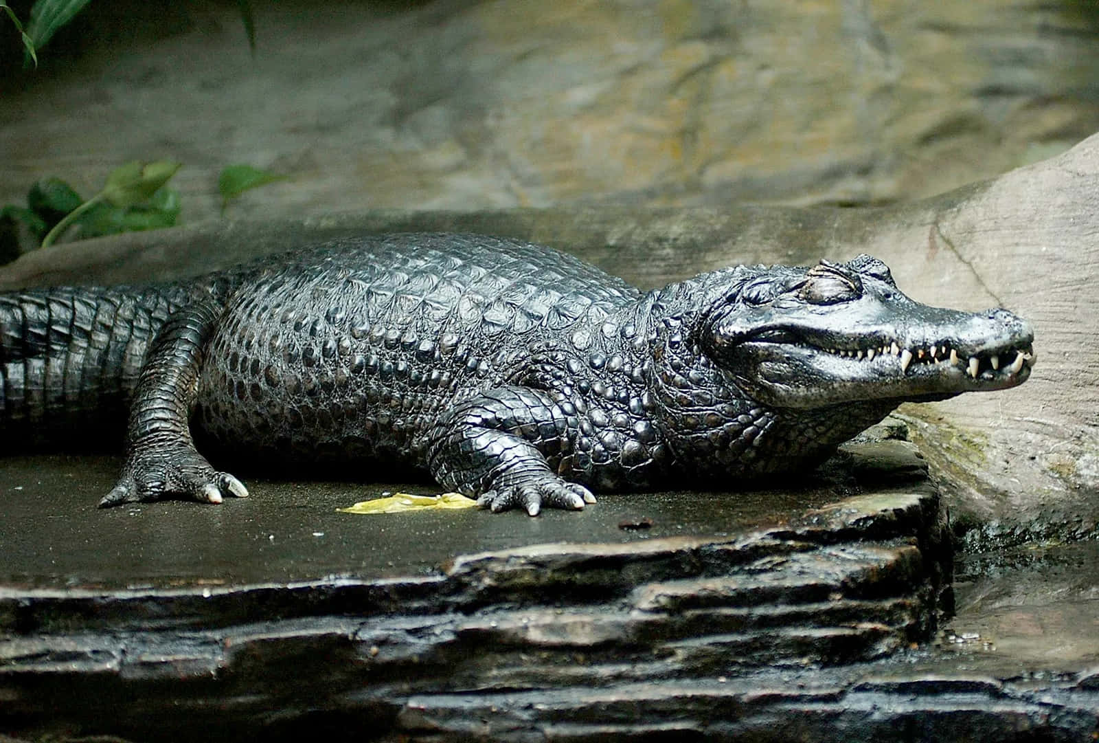 Black Crocodile, restingon rock, dark-scaled caiman, HD Desktop Wallpaper