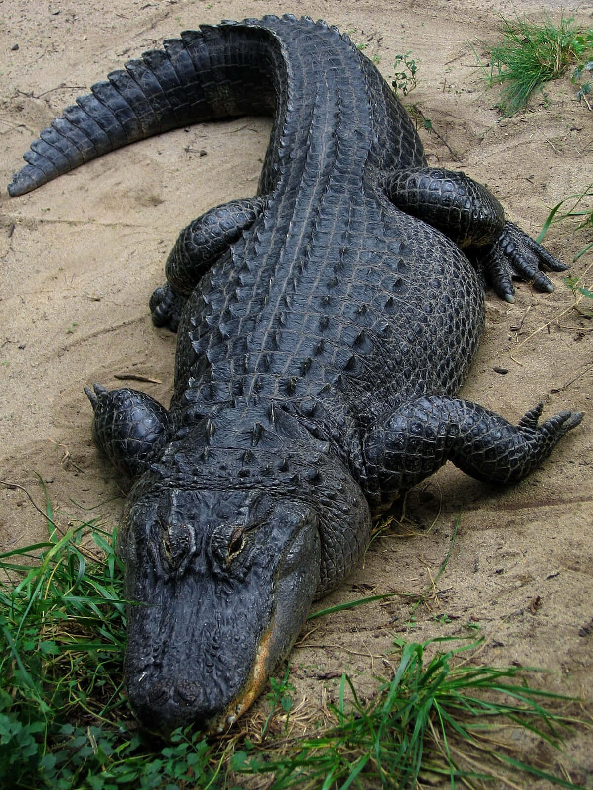 Black Crocodile, sand, green grass, HD Phone Wallpaper