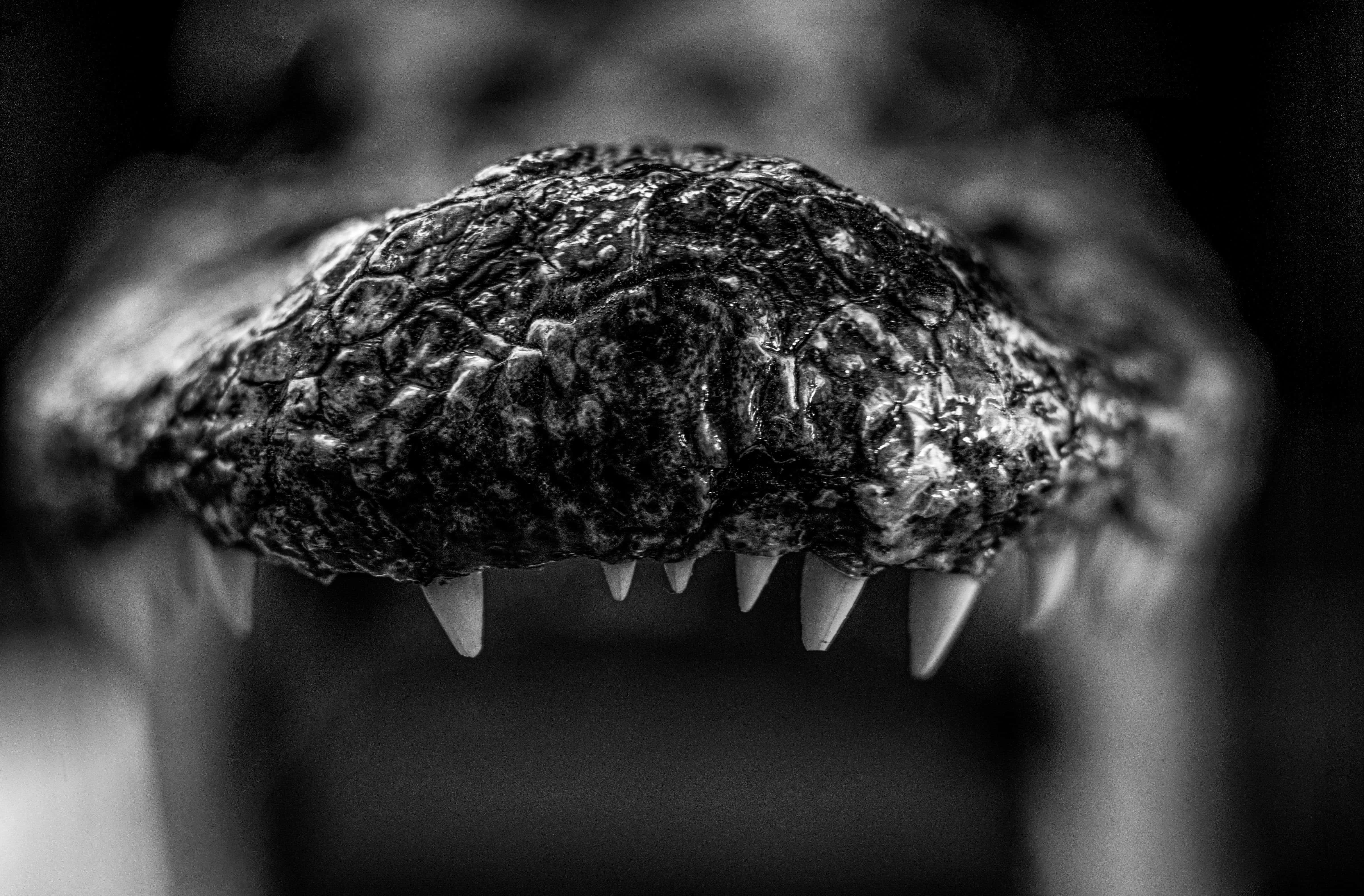 Black Crocodile, textured snout, sharp teeth, 4K Desktop Wallpaper