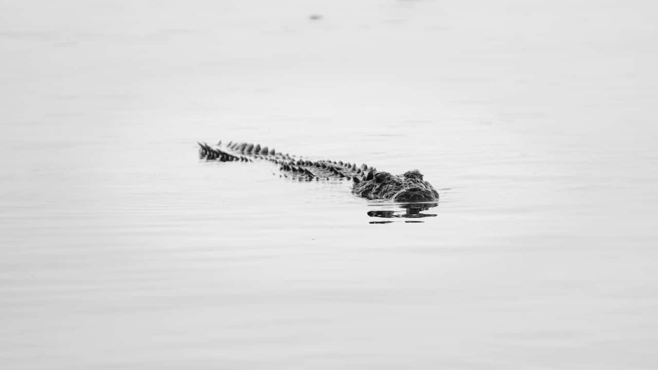 Black Crocodile, water, calm water, HD Desktop Wallpaper