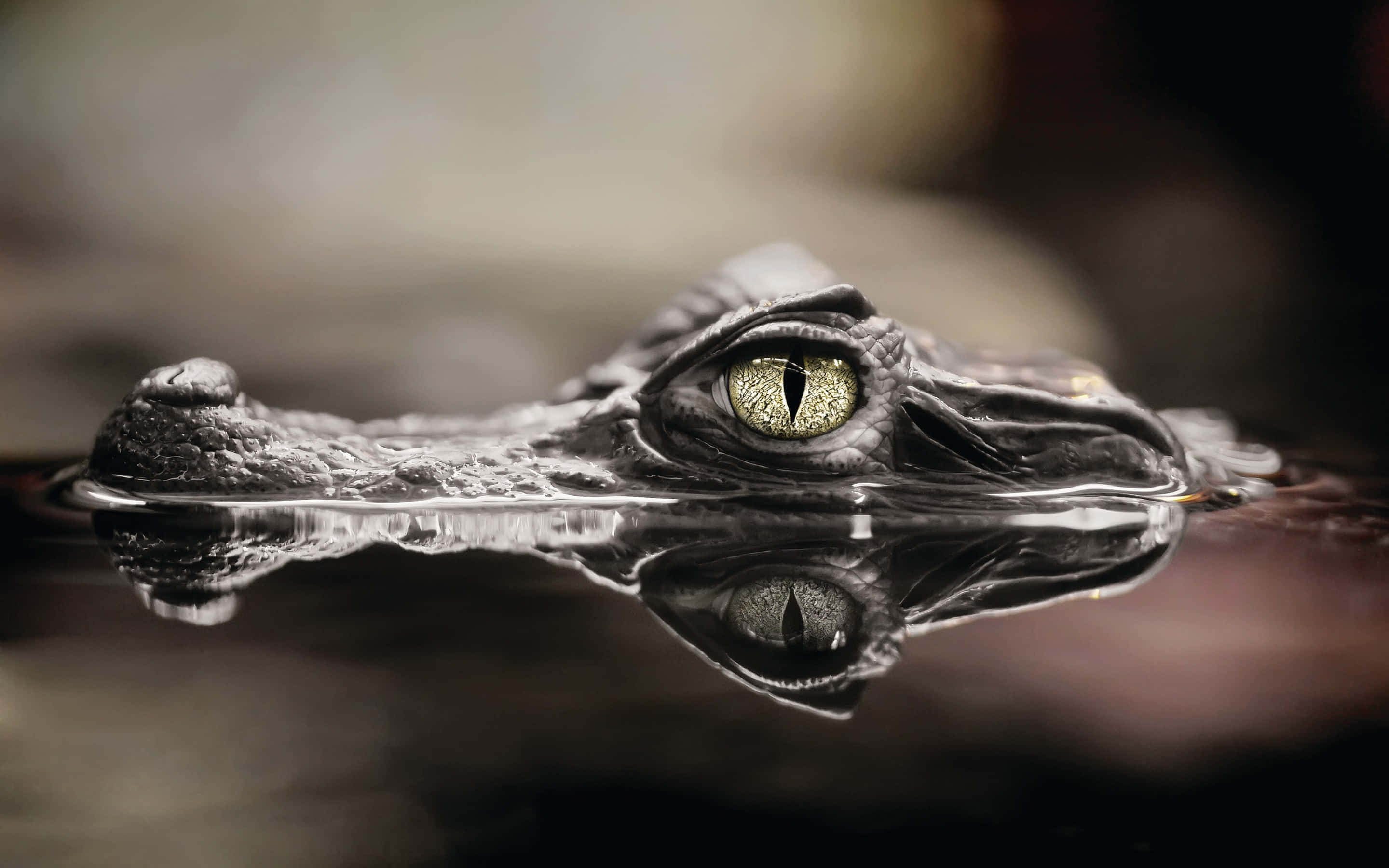 Black Crocodile, eye, water, 2K Desktop Wallpaper