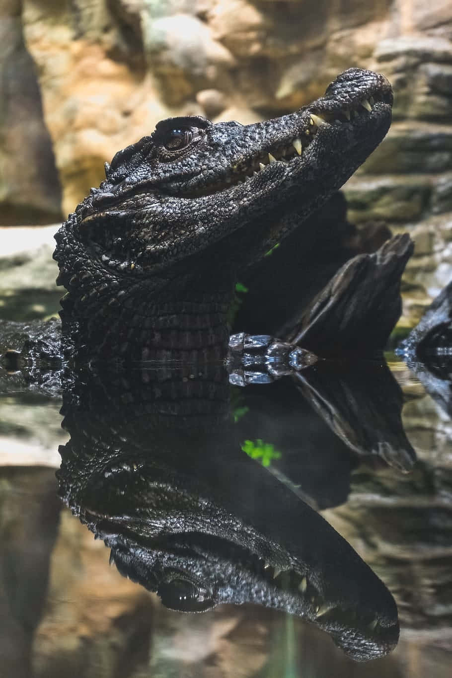 Black Crocodile, caiman, rocky surroundings, HD Phone Wallpaper