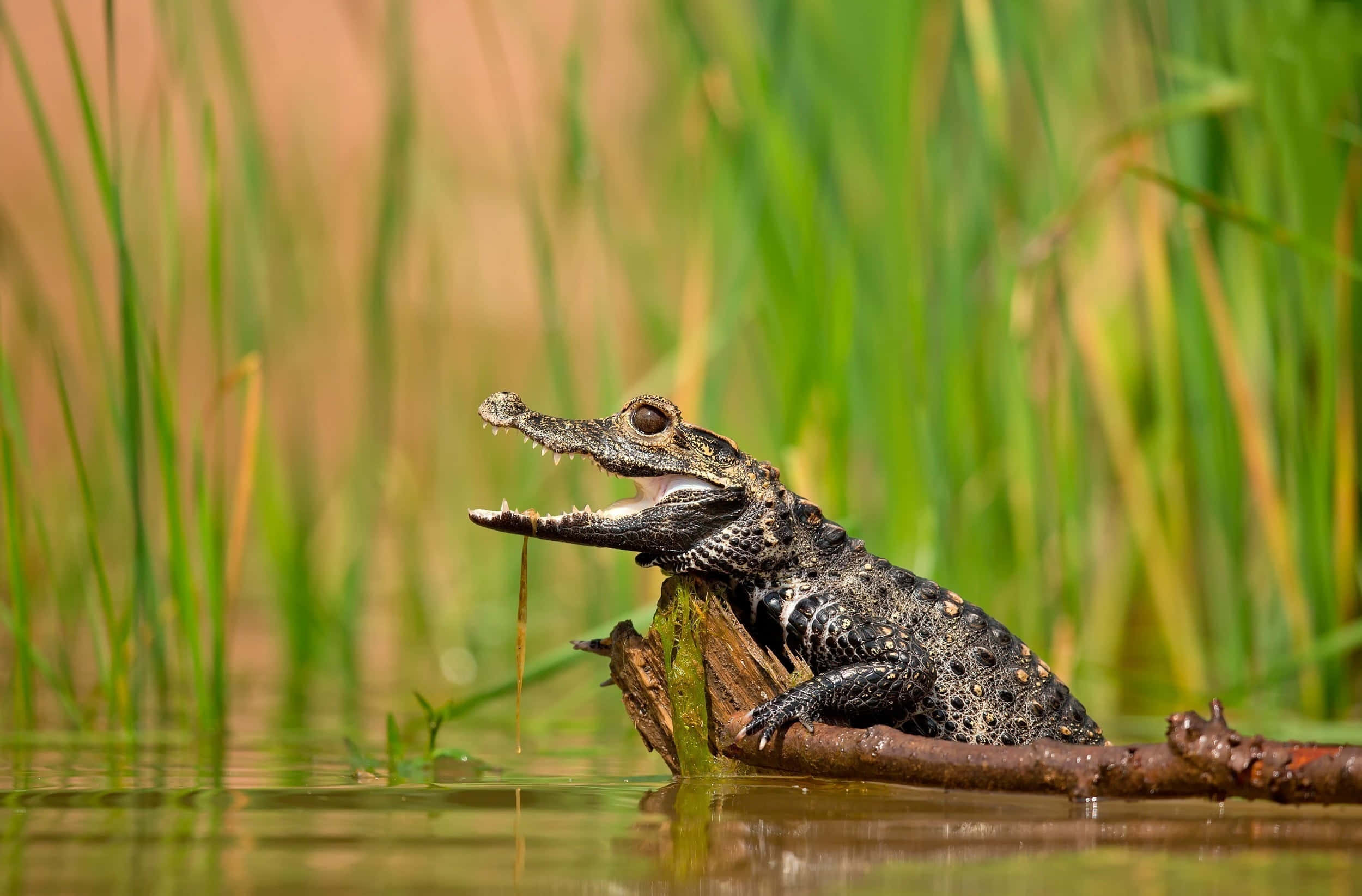 Black Crocodile, log, shallow water, Full HD Desktop Wallpaper