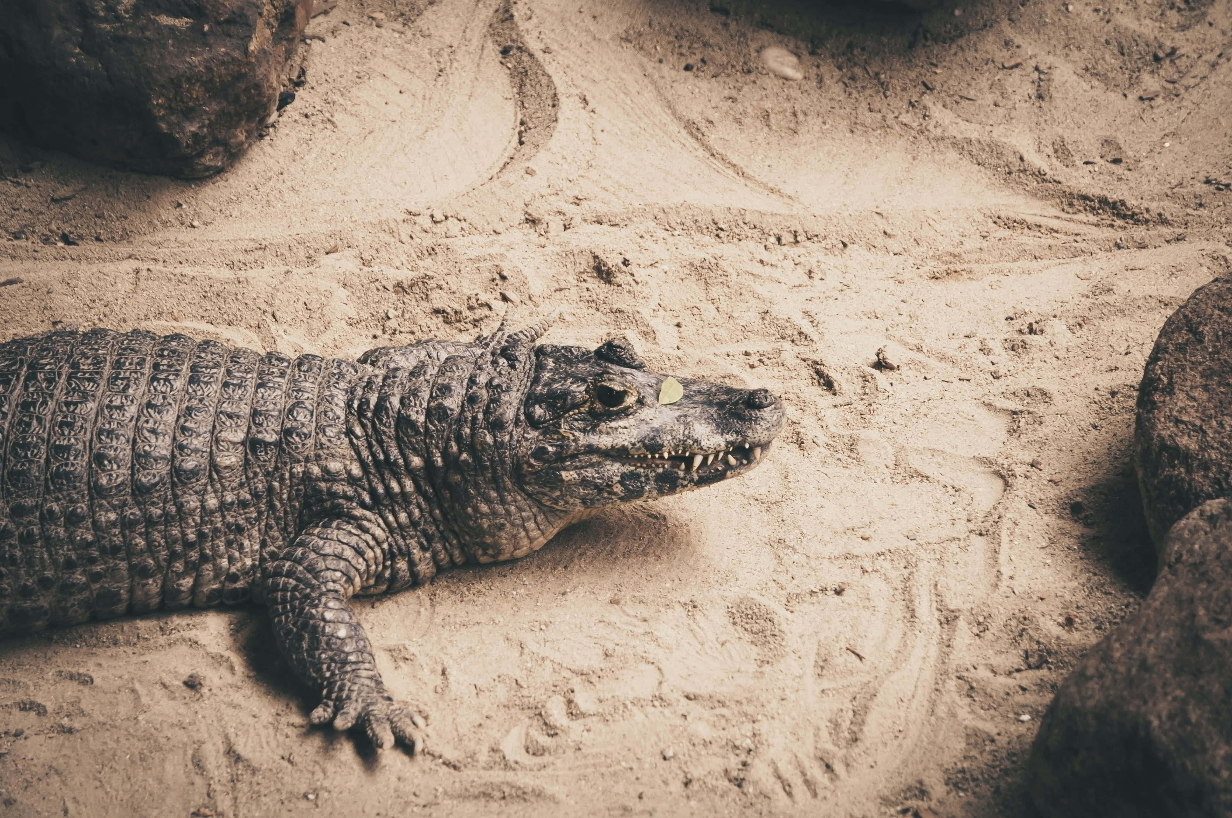 Black Crocodile, sand, sandy ground, 4K Desktop Wallpaper