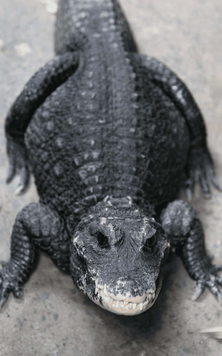 Black Crocodile, alligator, dark-skinned, SD Phone Wallpaper