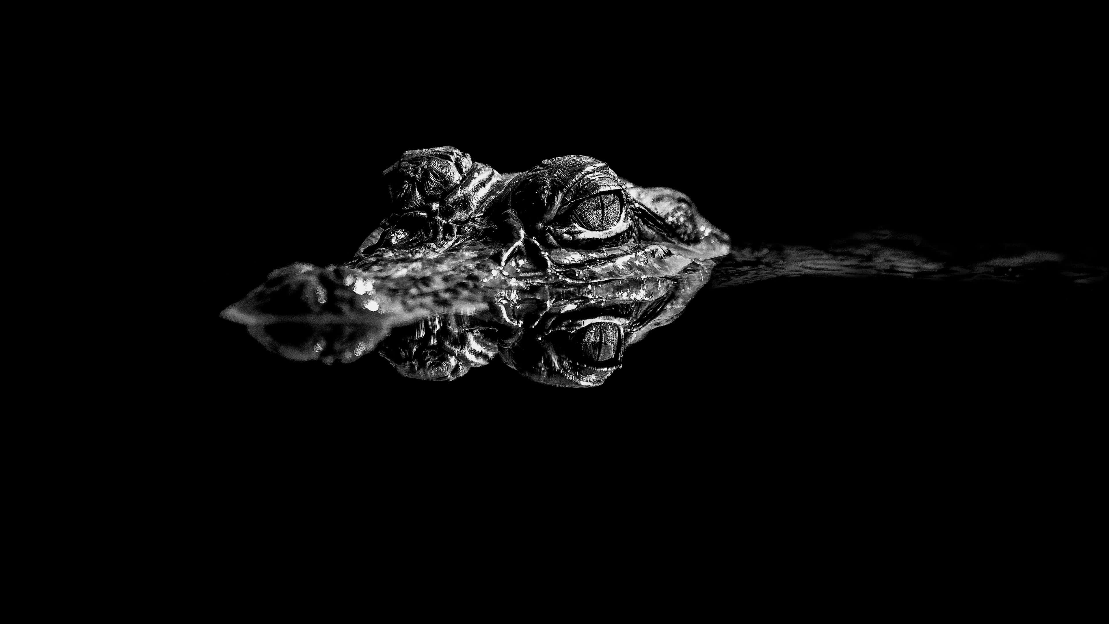 Black Crocodile, dark water, reflection, 4K Desktop Wallpaper