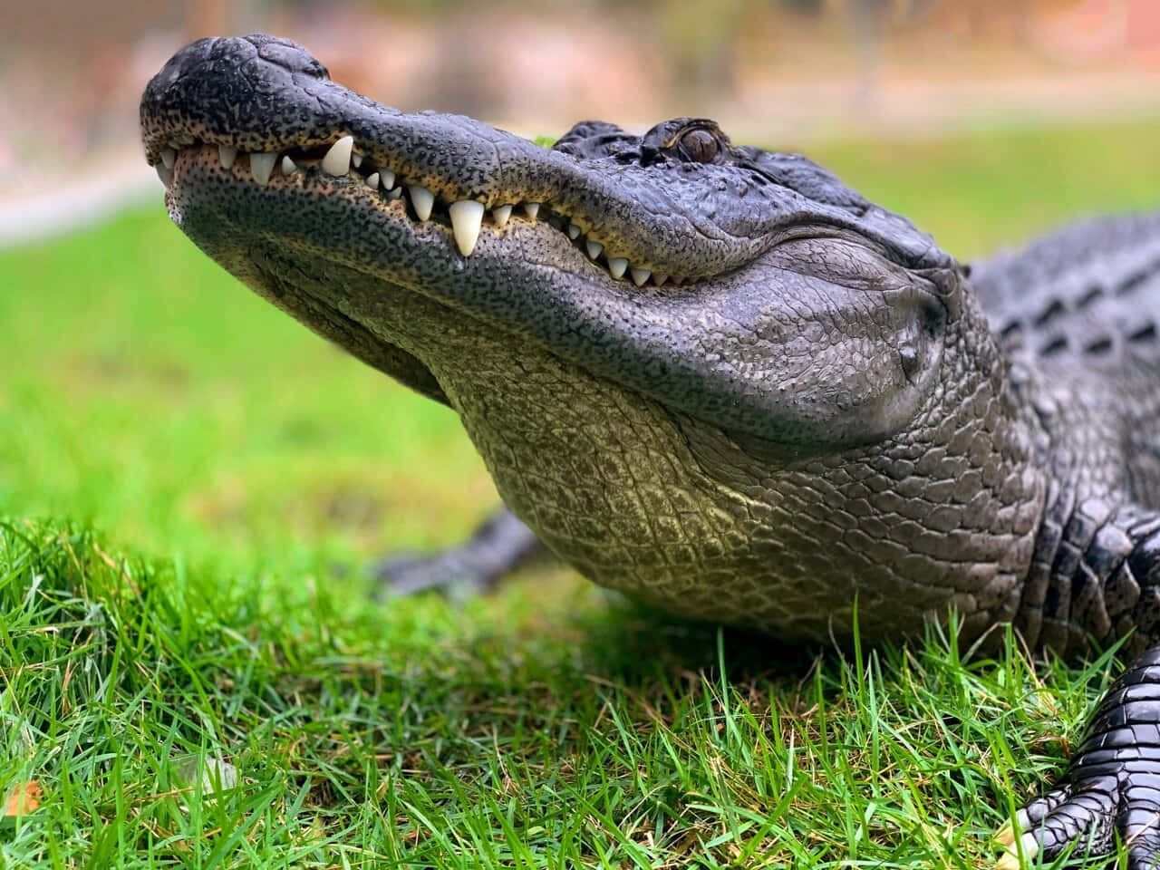 Black Crocodile, vibrant green grass, close-up photo, HD Desktop Wallpaper